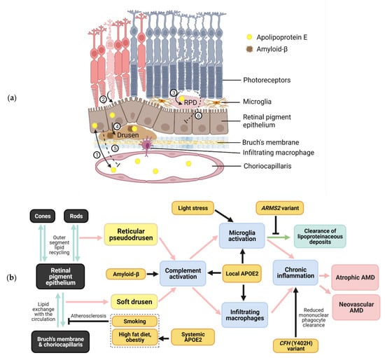 Life Free Full Text Interactions Between Apolipoprotein E Metabolism And Retinal Inflammation In Age Related Macular Degeneration Html