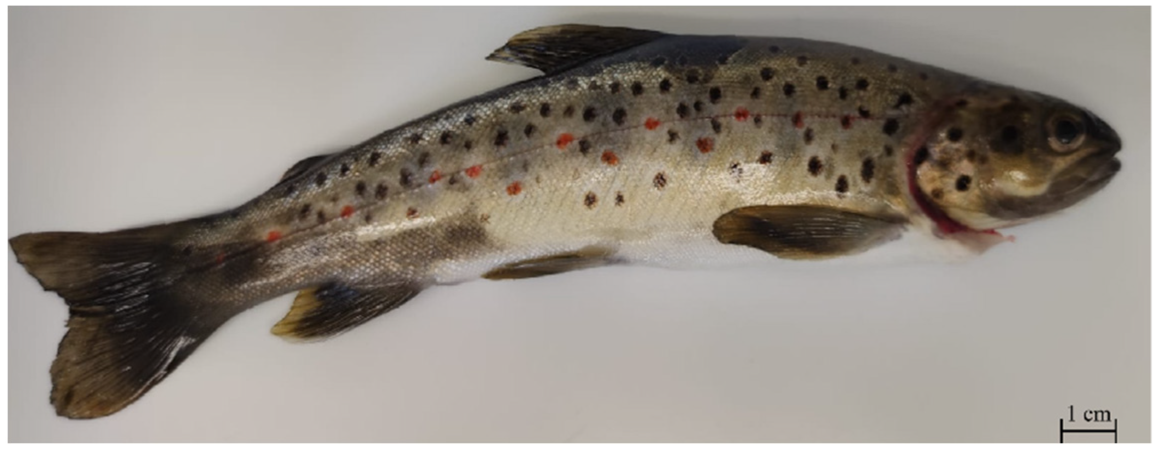 Life 11 00667 g001 Life 11 00667 g001