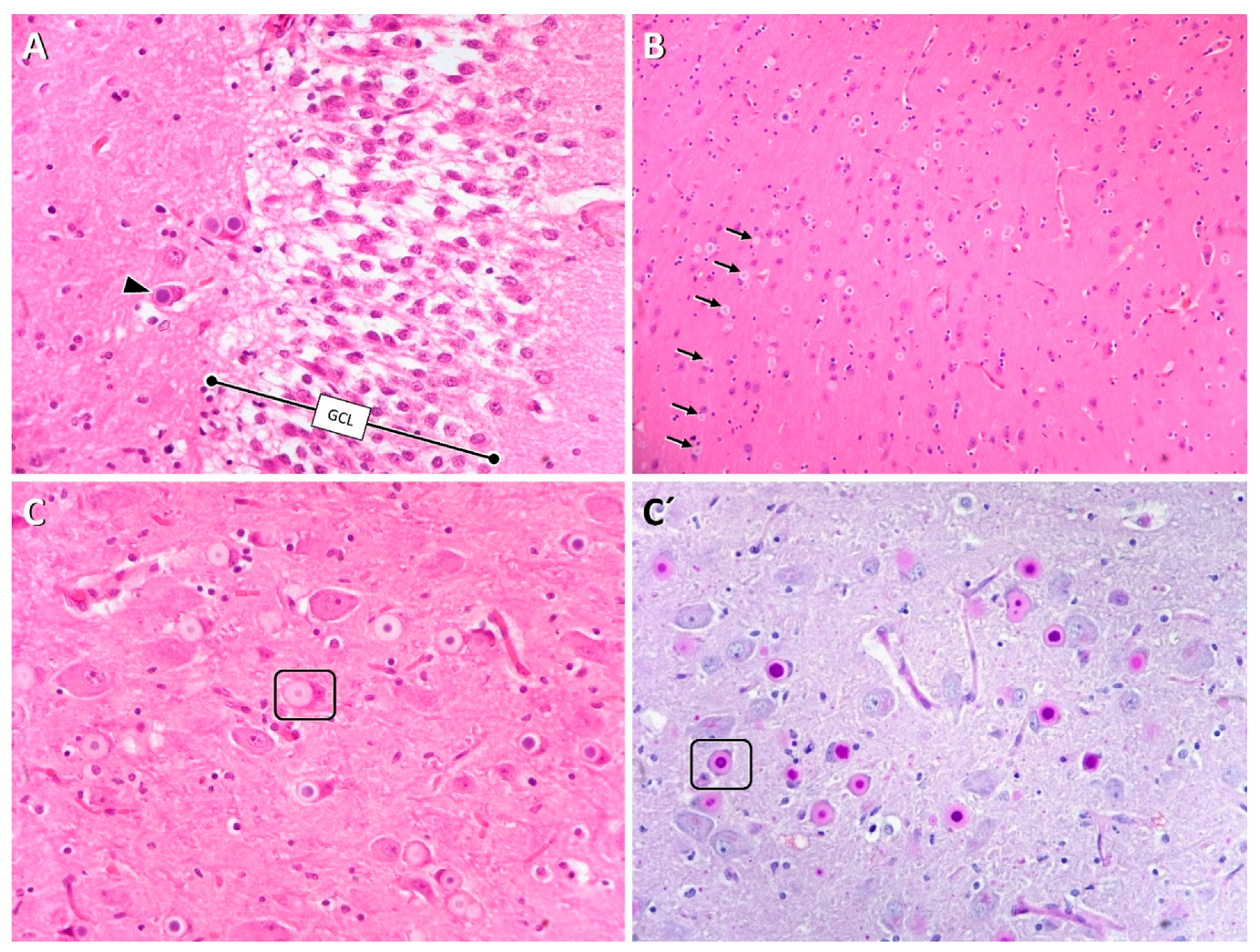 best diet for dogs with lafora disease