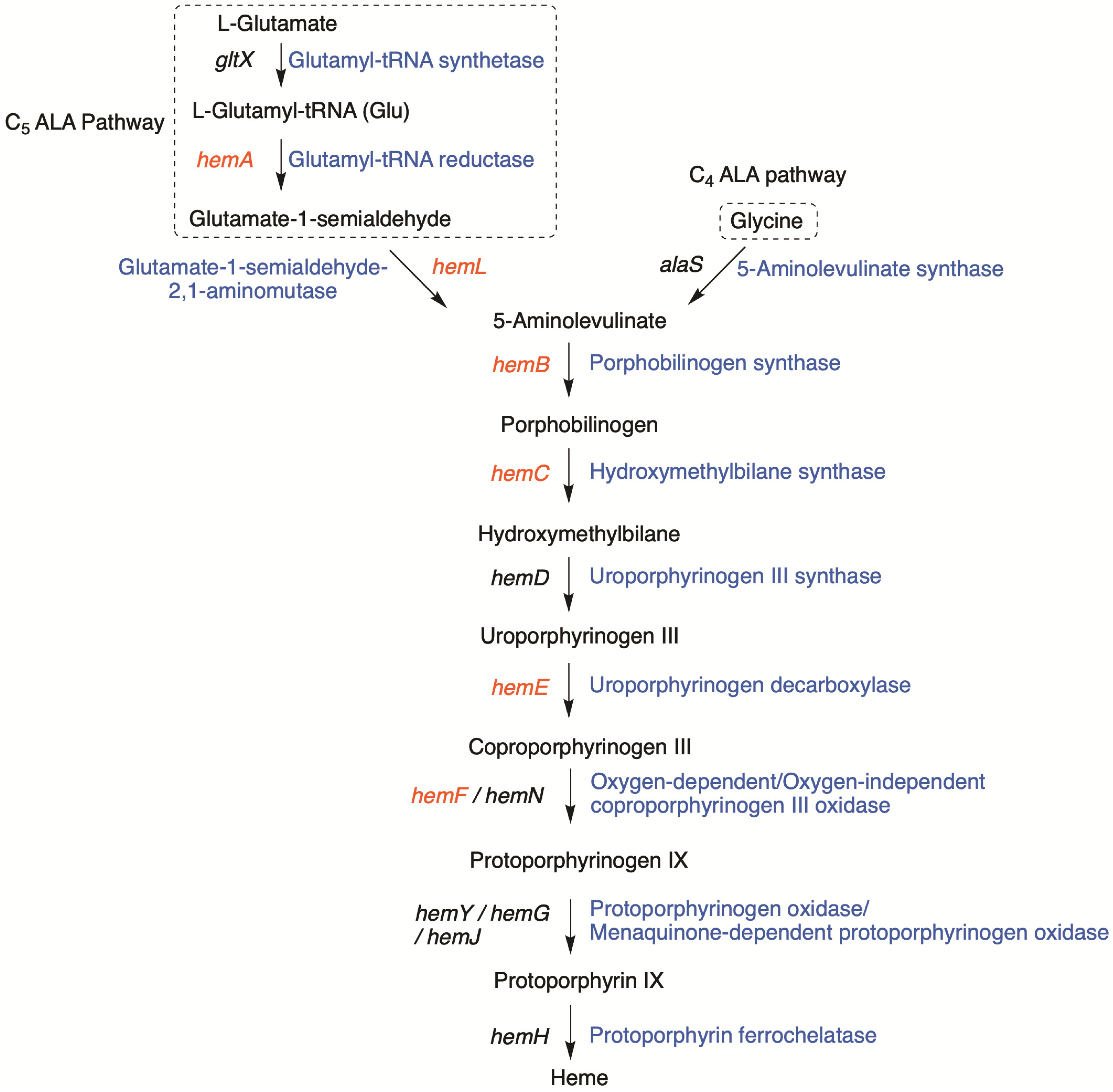 Life | Free Full-Text | Identification of Putative Biosynthetic Gene  Clusters for Tolyporphins in Multiple Filamentous Cyanobacteria