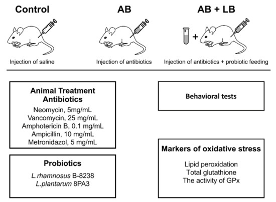 Life | Free Full-Text | Protective Effects of Probiotics on Cognitive and  Motor Functions, Anxiety Level, Visceral Sensitivity, Oxidative Stress and  Microbiota in Mice with Antibiotic-Induced Dysbiosis