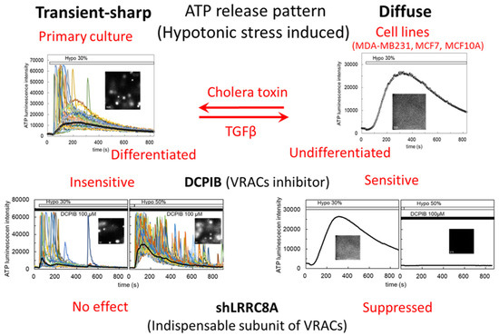 Life Free Full Text Sphingosine 1 Phosphate Induces Atp Release Via Volume Regulated Anion Channels In Breast Cell Lines Html