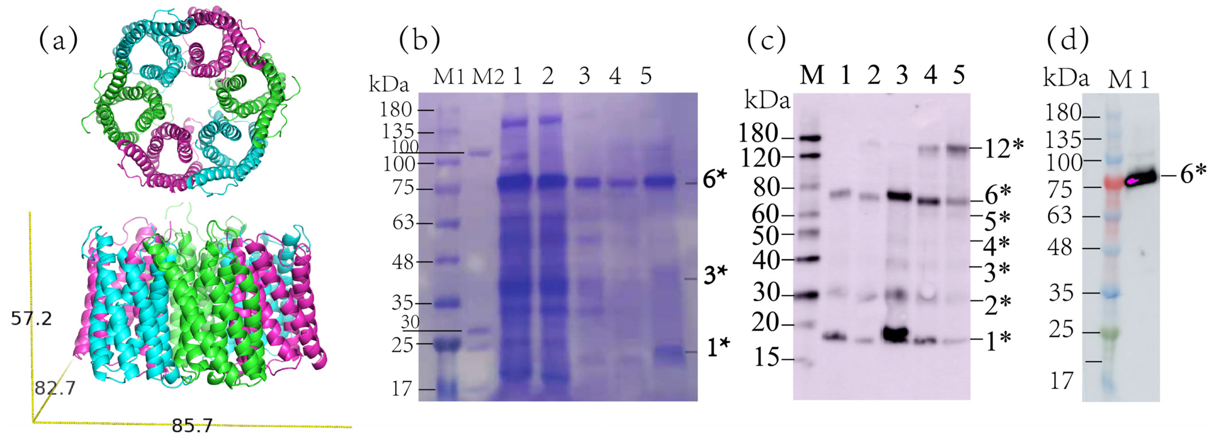 Life | Free Full-Text | Solid-State NMR Studies of the Succinate