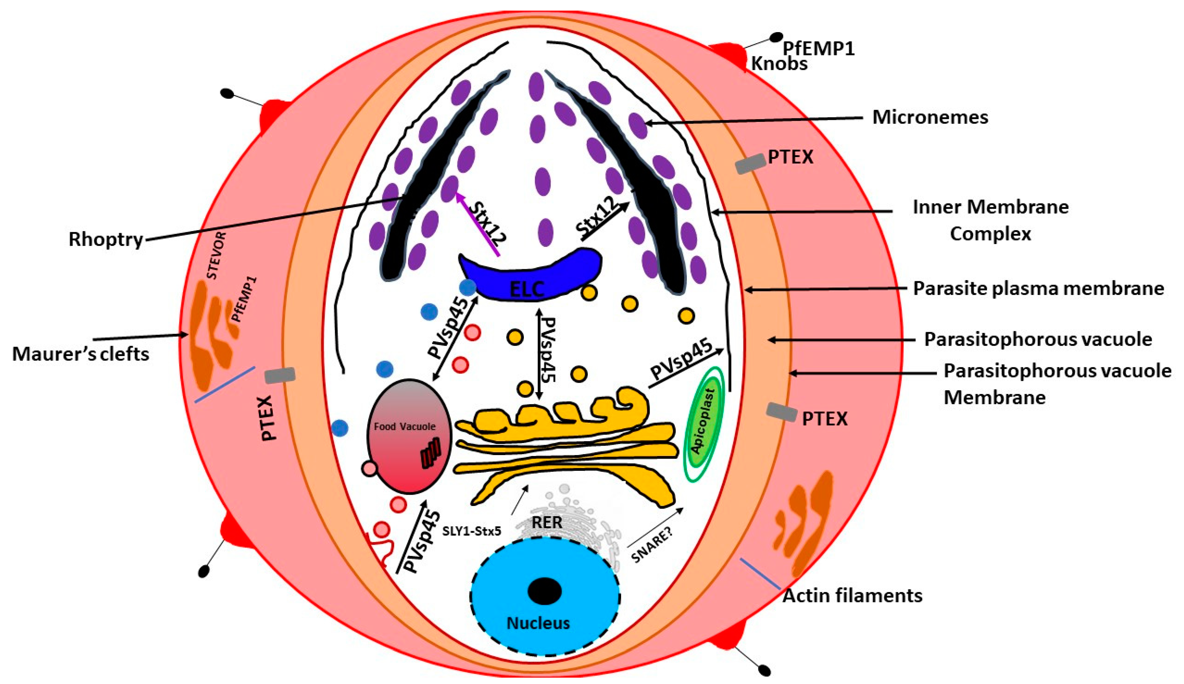 plasmodium cell diagram