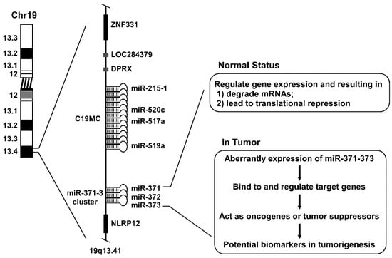 A Genetic Screen Implicates miRNA-372 and miRNA-373 As Oncogenes in  Testicular Germ Cell Tumors - ScienceDirect