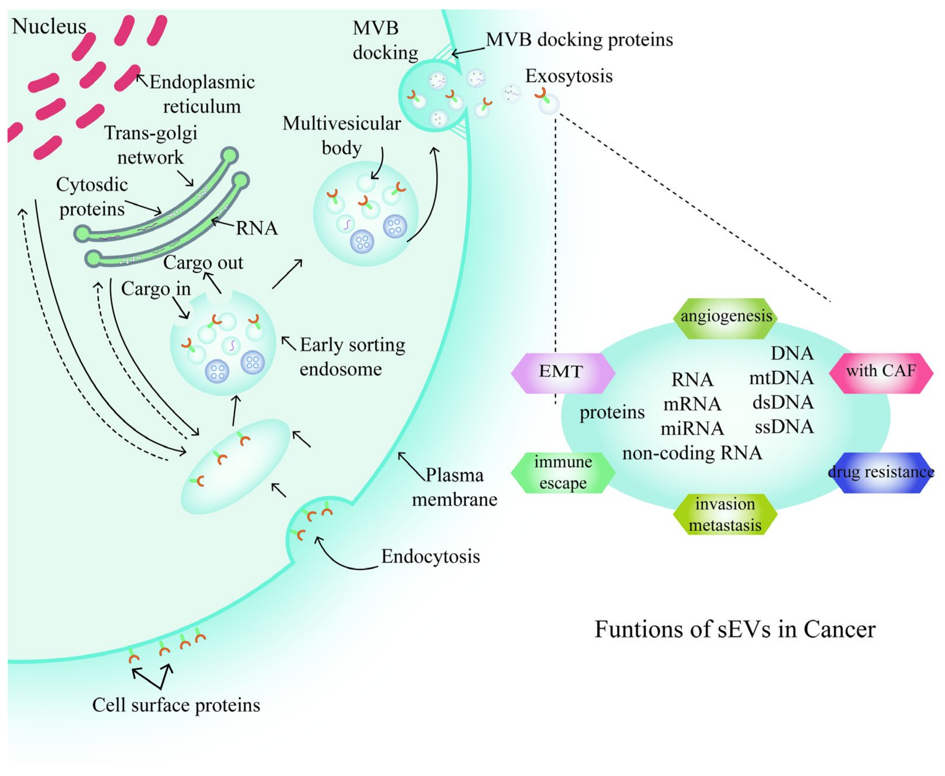 Life | Free Full-Text | Small Extracellular Vesicles: Functions 