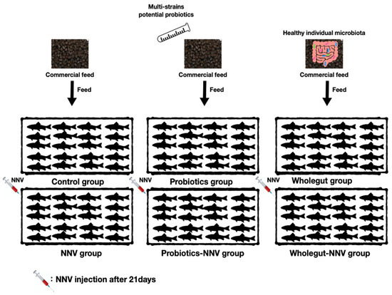 A prophylactic multi-strain probiotic treatment to reduce the