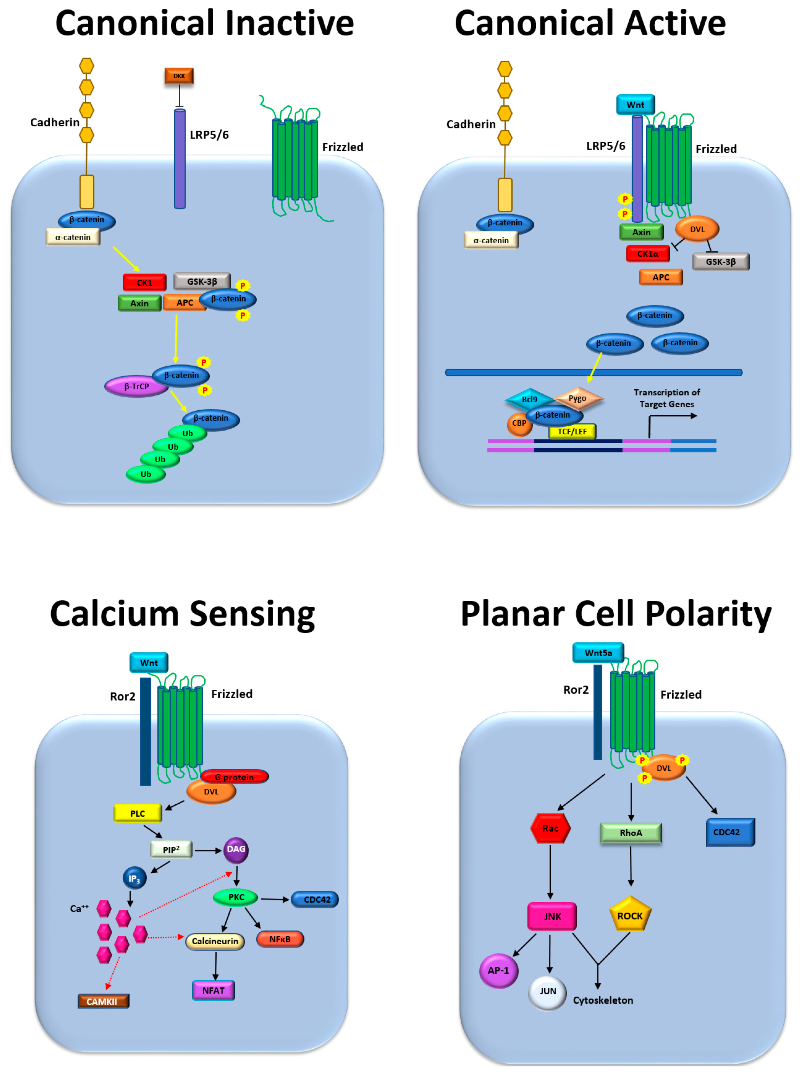 life free full text wnt and β catenin signaling in the bone