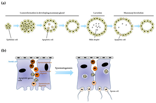 Life | Free Full-Text | Physiological Roles Of Apoptotic Cell Clearance ...