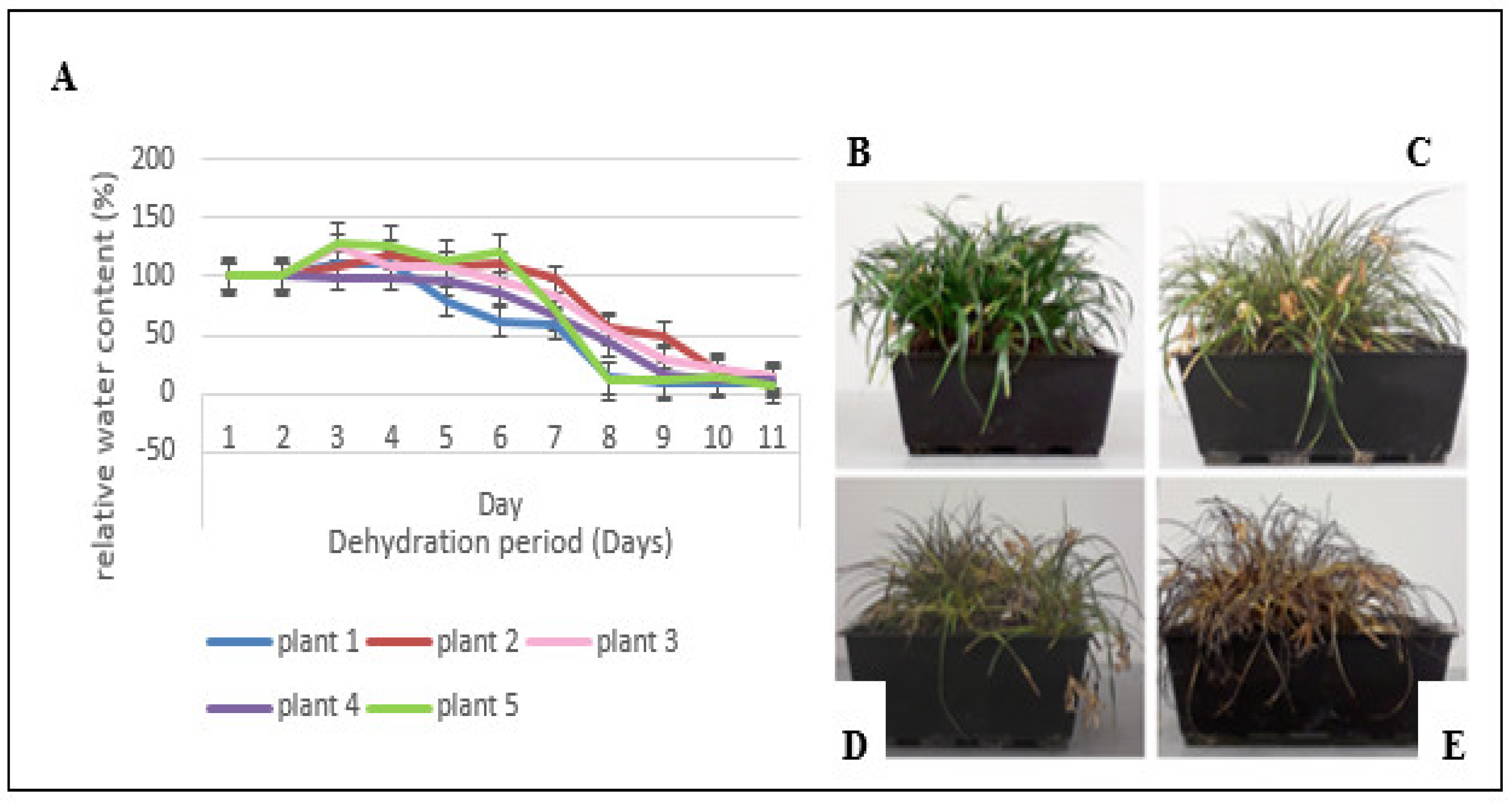 Life | Free Full-Text | A Label-Free Proteomic and Complementary  Metabolomic Analysis of Leaves of the Resurrection Plant  Xerophytaschlechteri during Dehydration | HTML