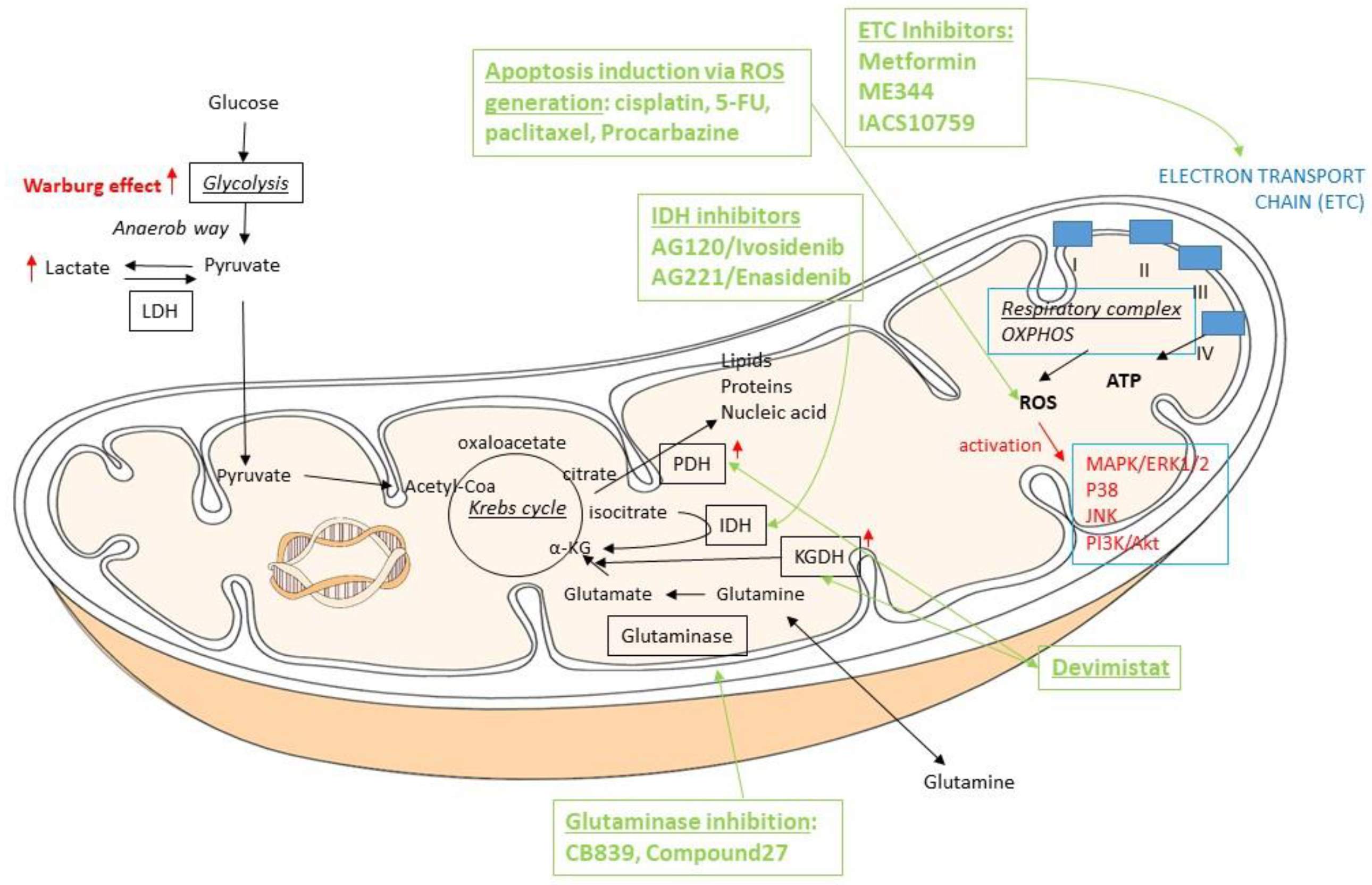 Life | Free Full-Text | Mitochondria and Their Relationship with Common  Genetic Abnormalities in Hematologic Malignancies | HTML