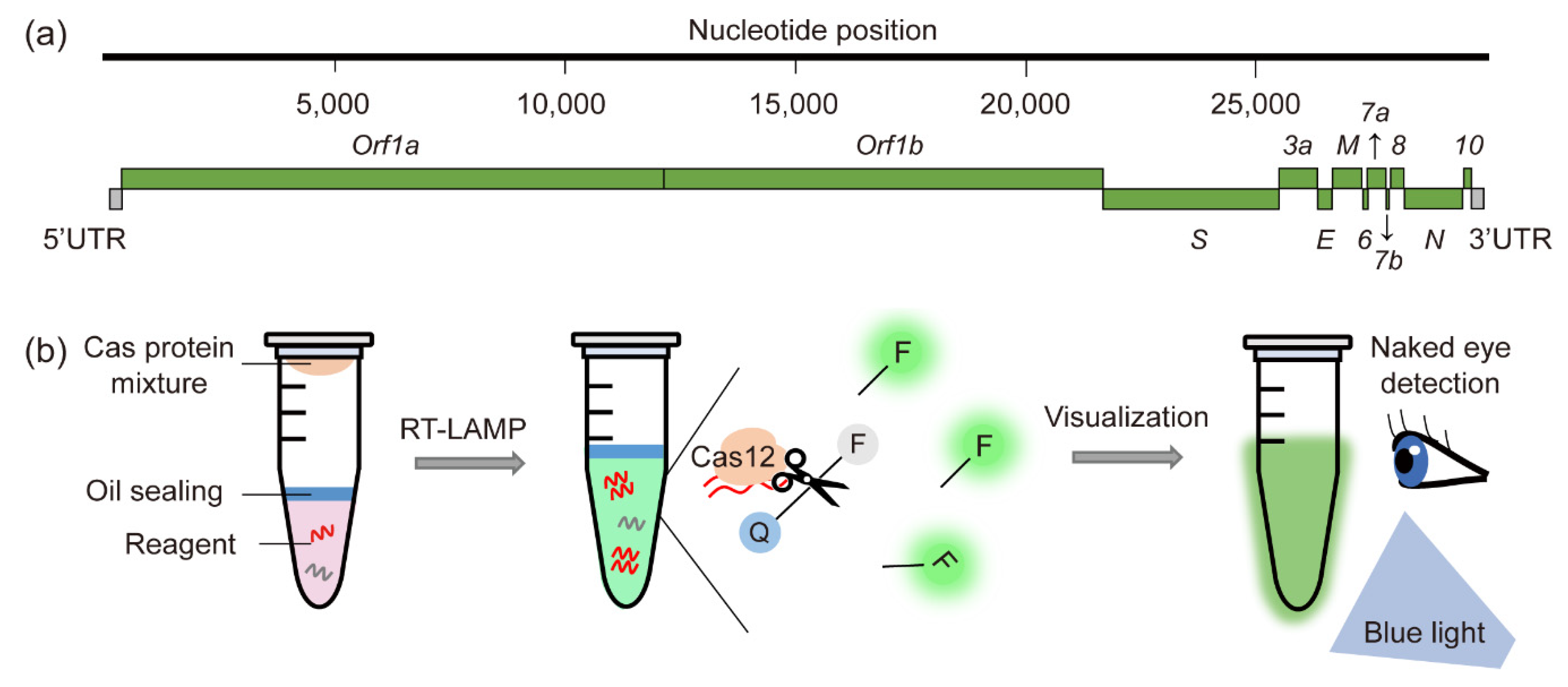 Life Free Full Text Advanced Crispr Cas Effector Enzyme Based Diagnostics For Infectious Diseases Including Covid 19