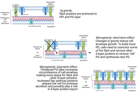 Frontiers  Proteomic and Metabolomic Profiling of Deinococcus