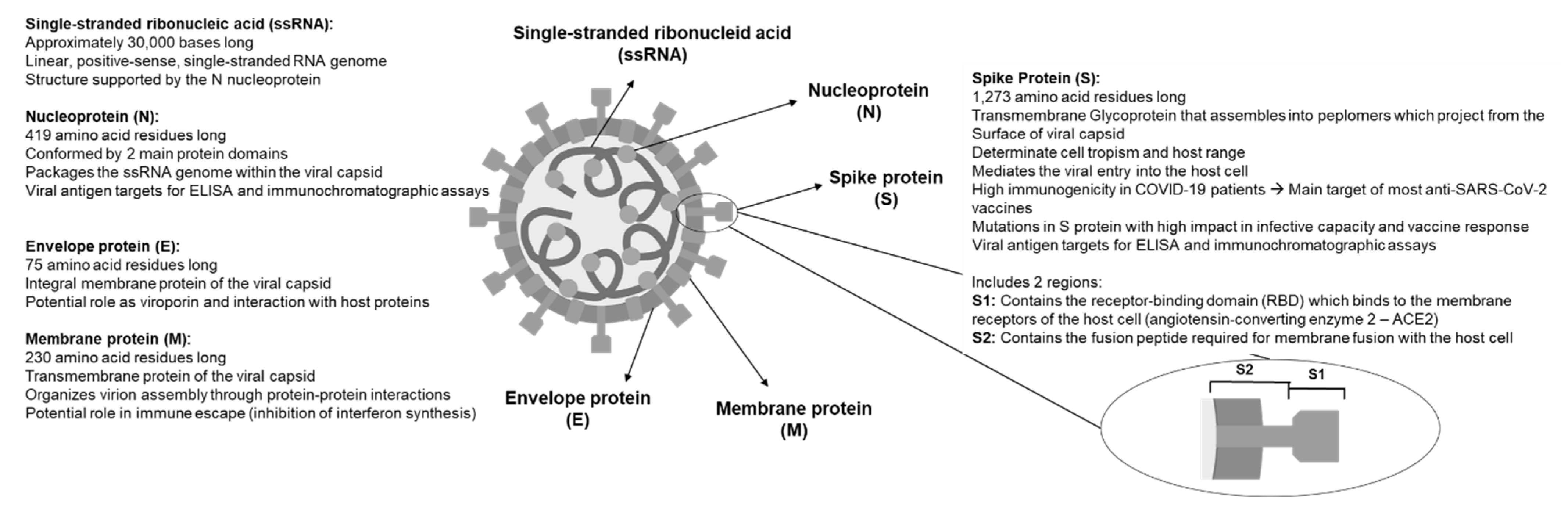 Life | Free Full-Text | Emergence of SARS-CoV-2 Variants in the