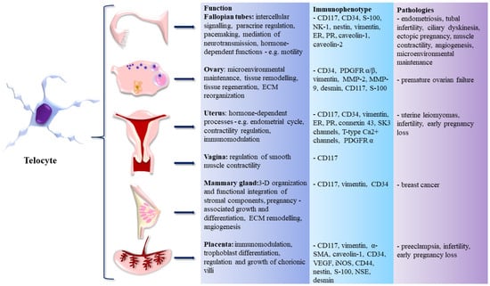 Life | Free Full-Text | Telocytes in the Female Reproductive System:  Up-to-Date Knowledge, Challenges and Possible Clinical Applications