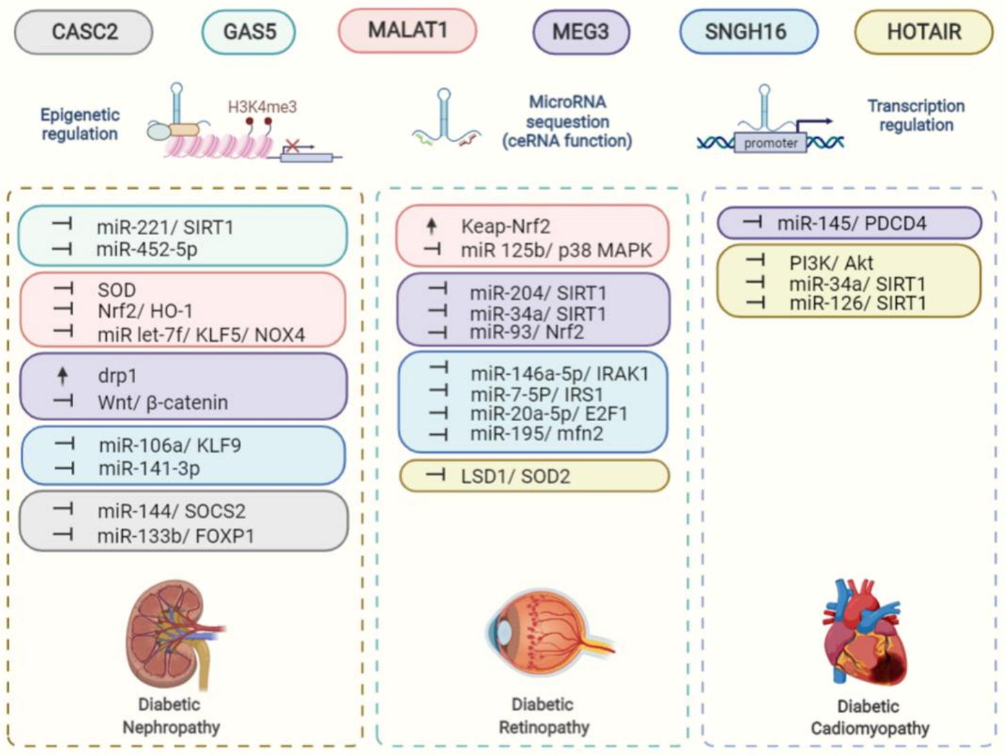 Life | Free Full-Text | Regulation of Oxidative Stress by Long Non