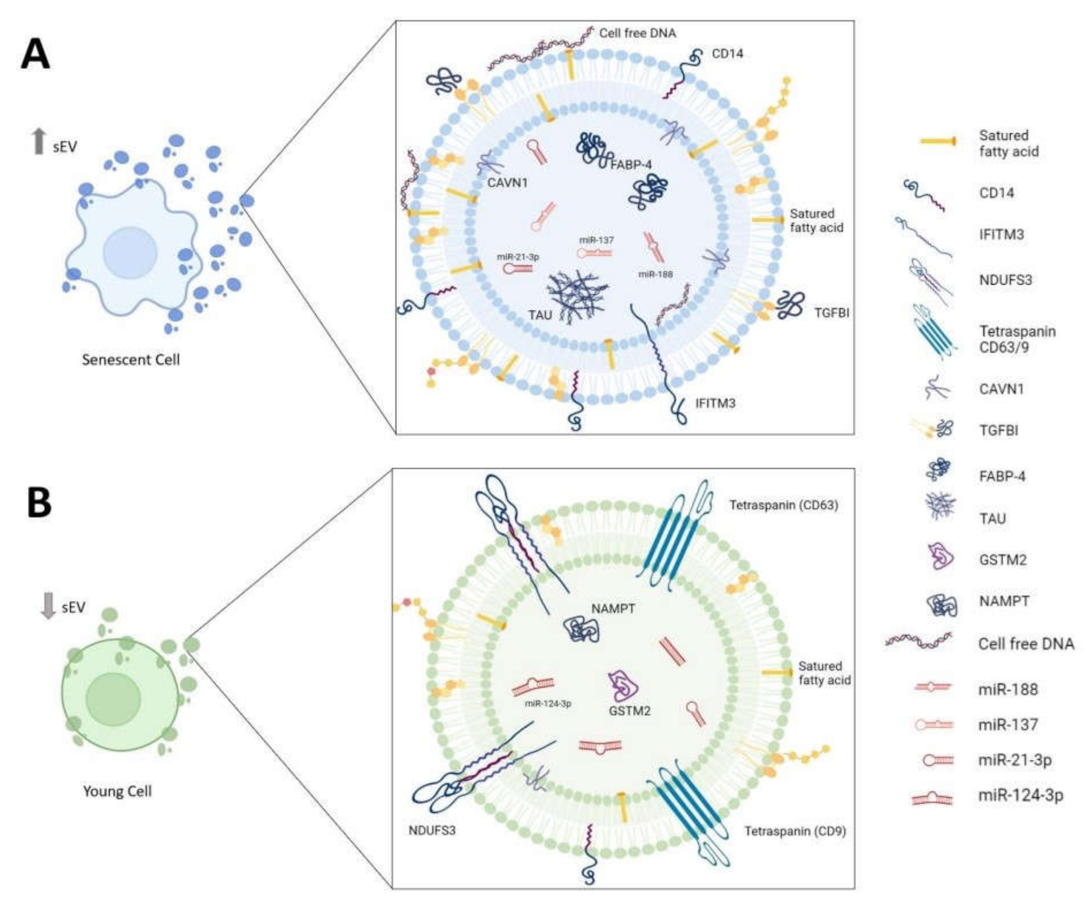 https://www.mdpi.com/life/life-12-00546/article_deploy/html/images/life-12-00546-g001.png