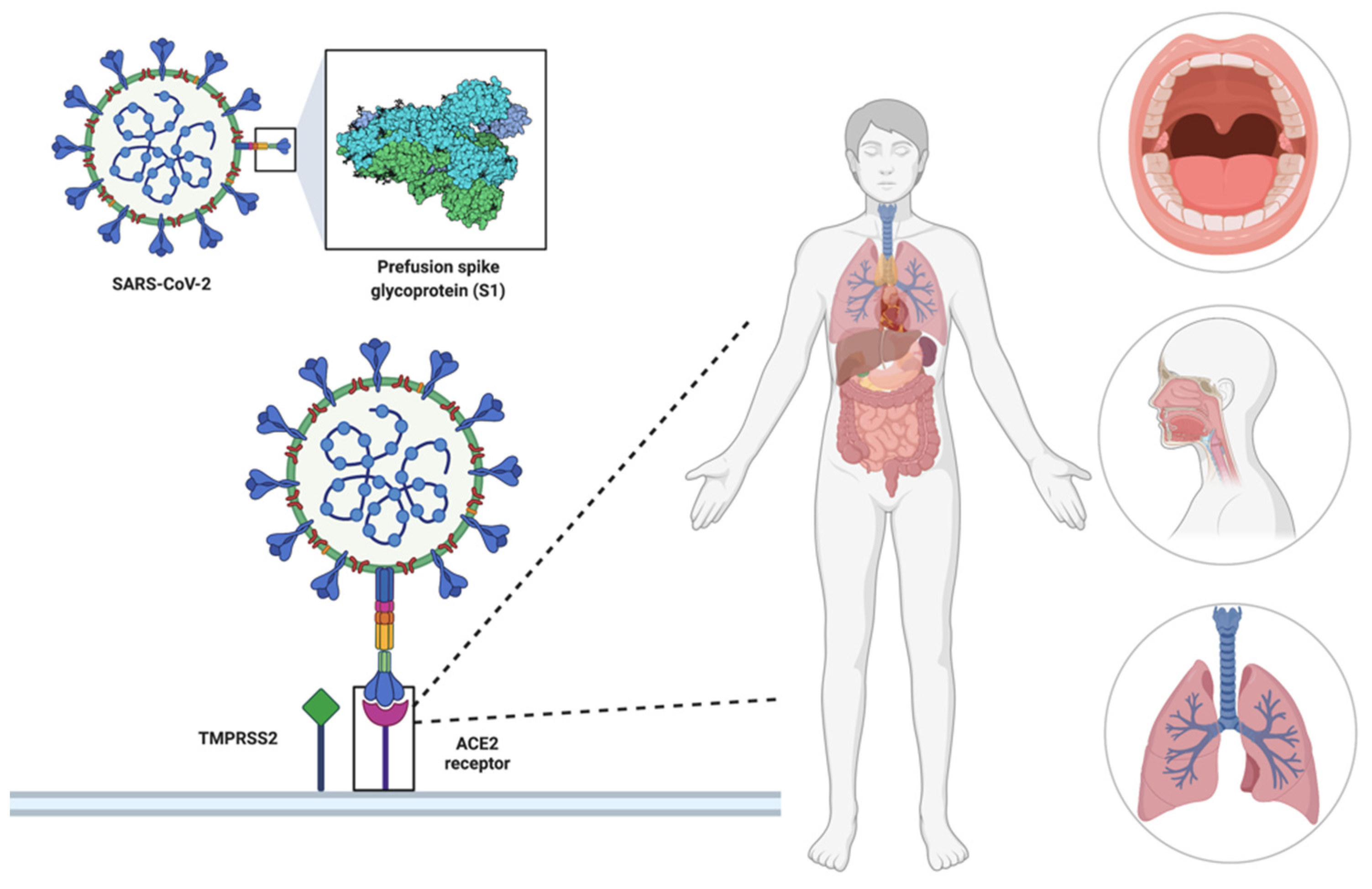 Life | Free Full-Text | SARS-CoV-2 Infection and Taste Alteration: An ...