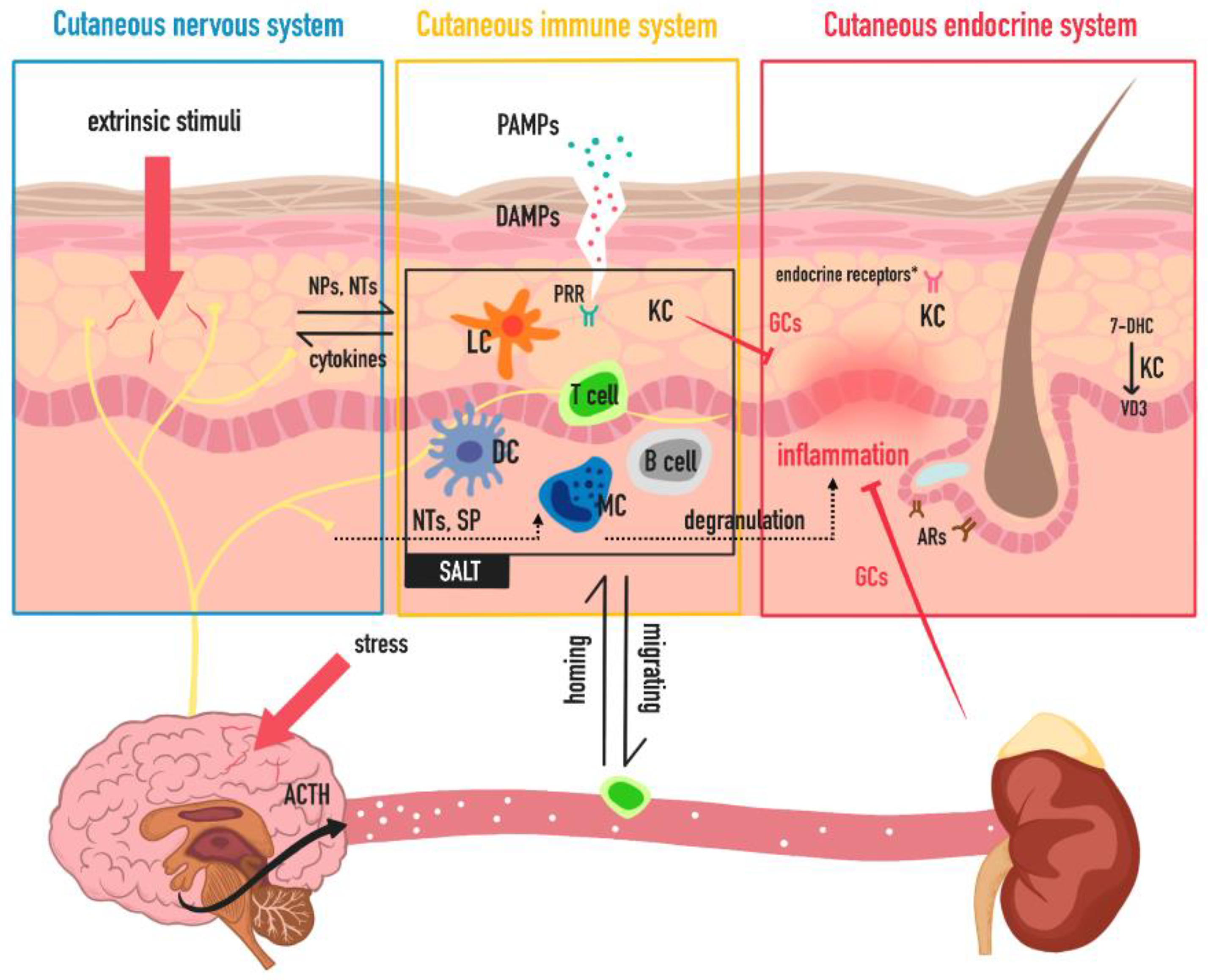 Иммунная карта. Organs of the immune System. Скин Нейро. Is epiphysis an Organ of the immune System?. Neuroa,d купить.