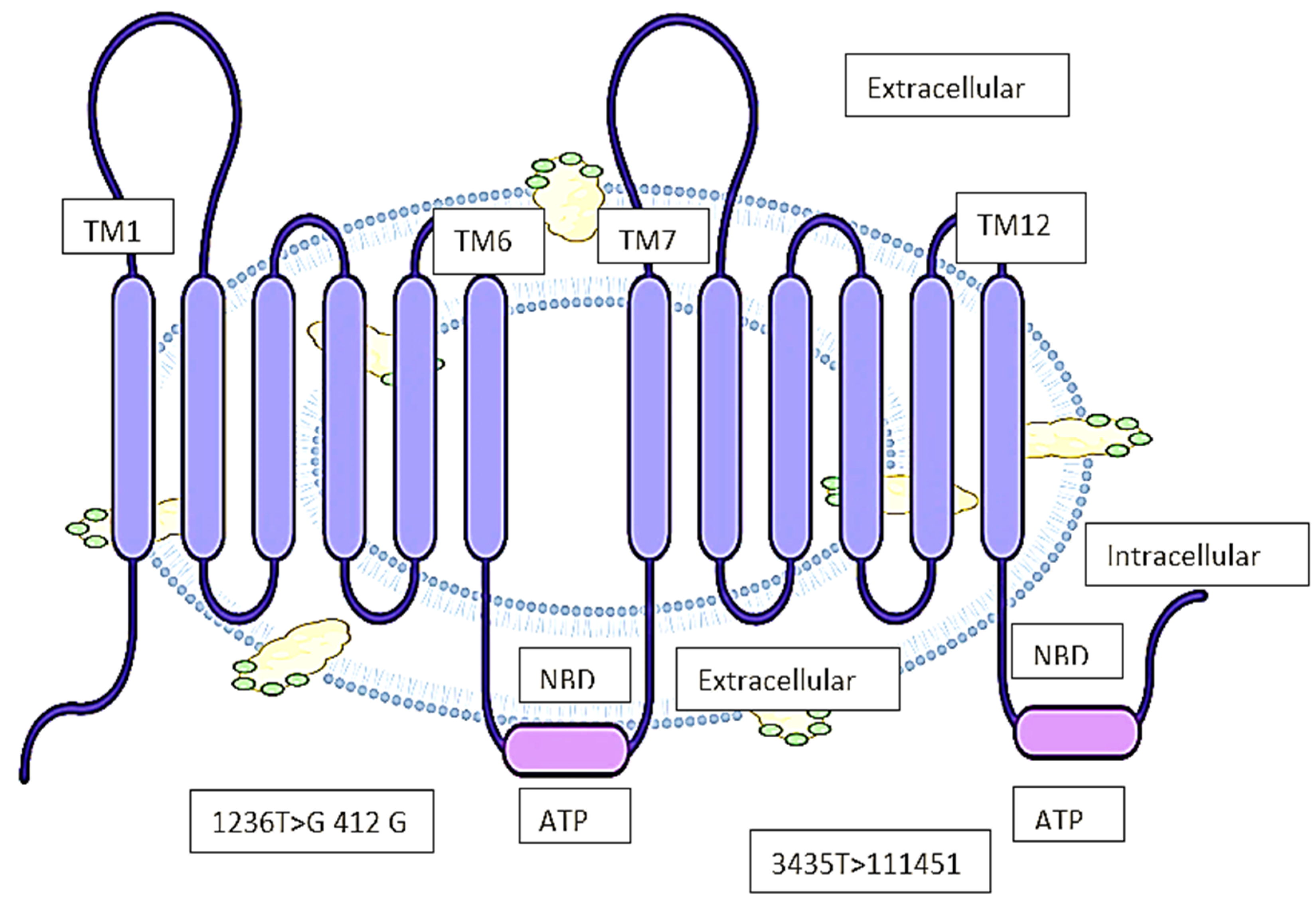 Inhibit or Evade Multidrug Resistance P-Glycoprotein in Cancer Treatment