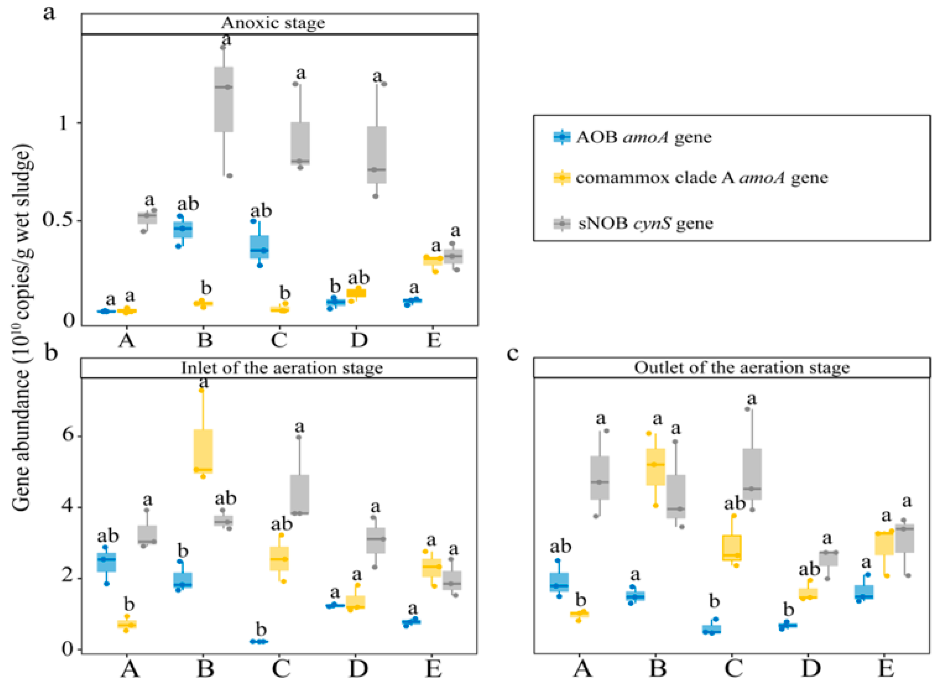 Synergy between Comammox and Anammox Bacteria in Wastewater