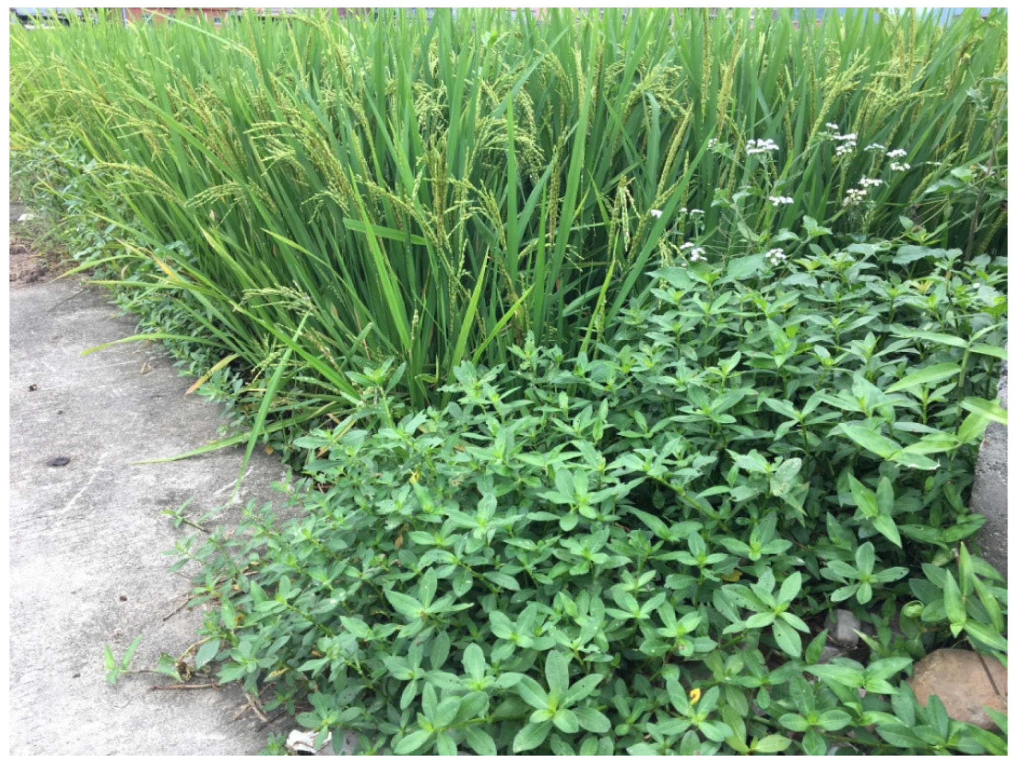 Life | Free Full-Text | Different Responses of Invasive Weed Alternanthera  philoxeroides and Oryza sativa to Plant Growth Regulators