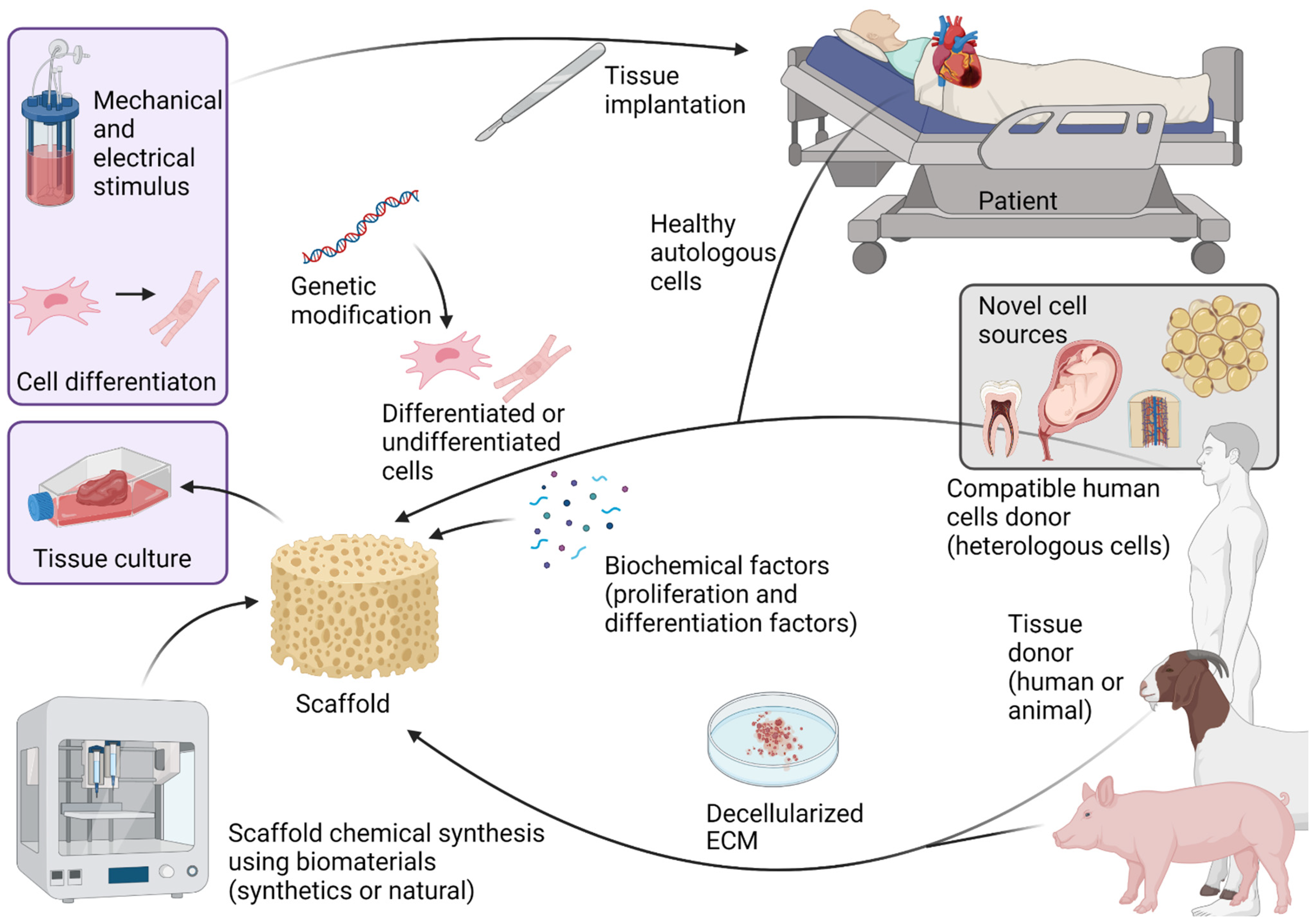 Tissue engineering. Scaffolds for Tissue Engineering. Biomaterials and Tissue Engineering. Tissue Engineering application.