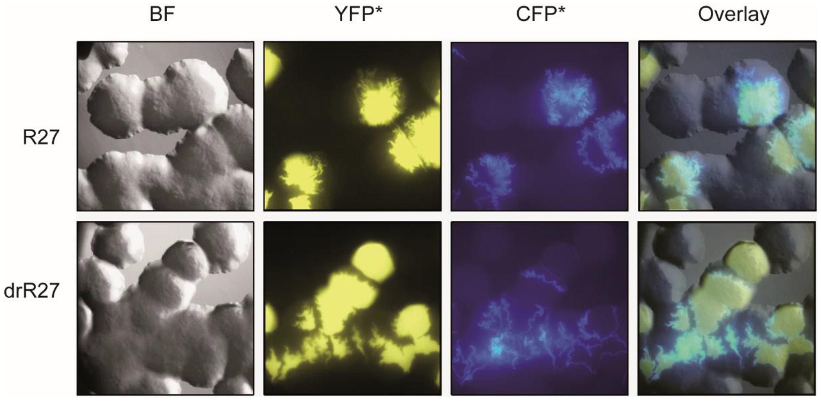 Life 12 01212 g001 Life 12 01212 g001