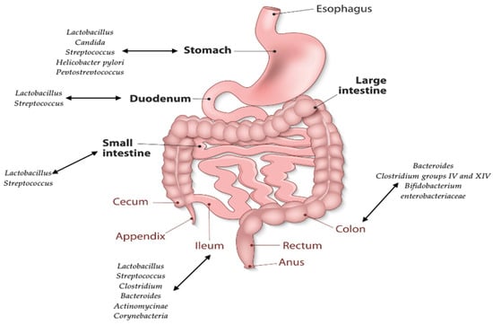Esophagus-duodenum Gastric Bypass Surgery Improves Glucose and Lipid  Metabolism in Mice - eBioMedicine