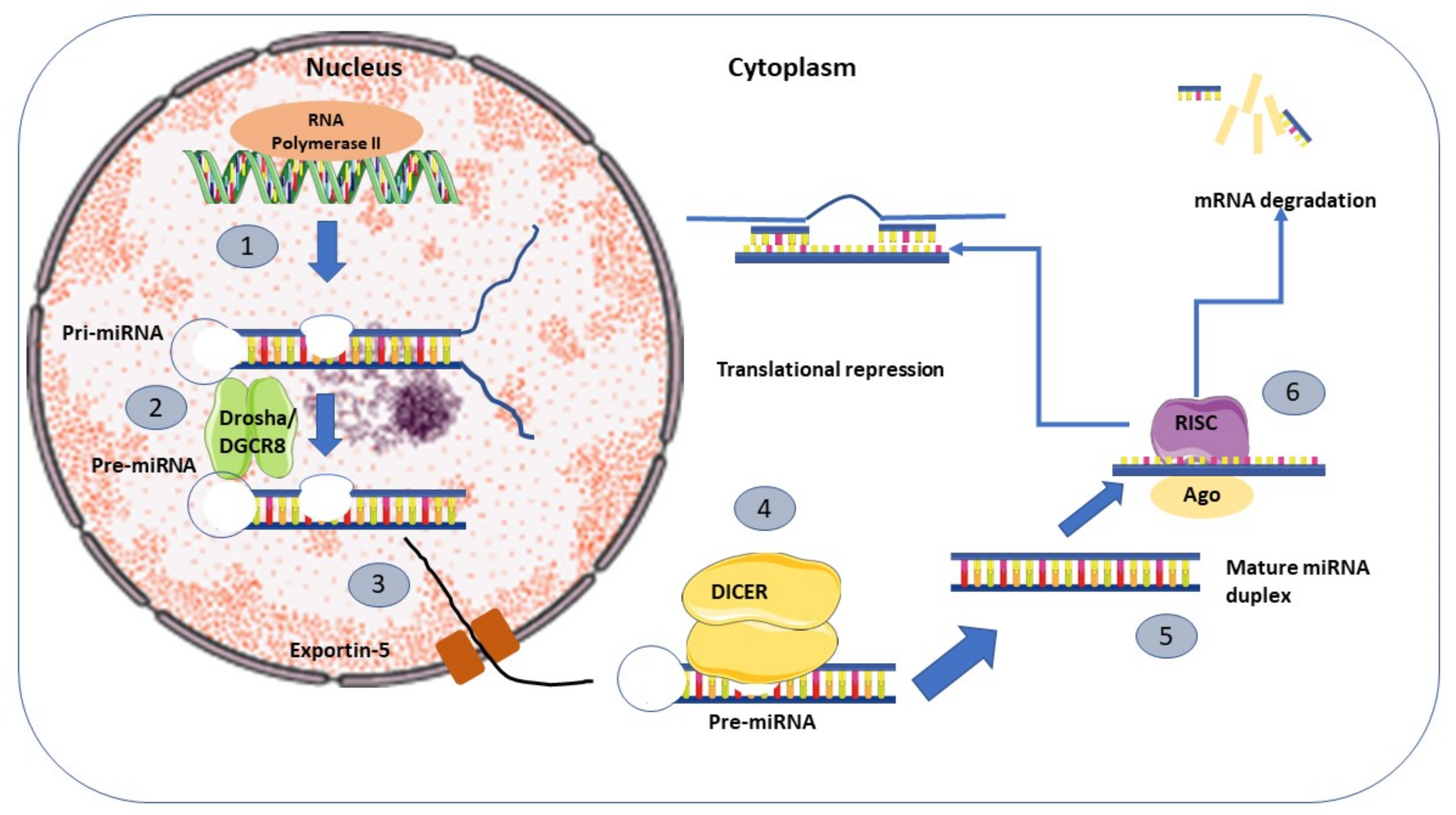 Life | Free Full-Text | Roles of microRNAs in Regulating Apoptosis in the  Pathogenesis of Endometriosis | HTML