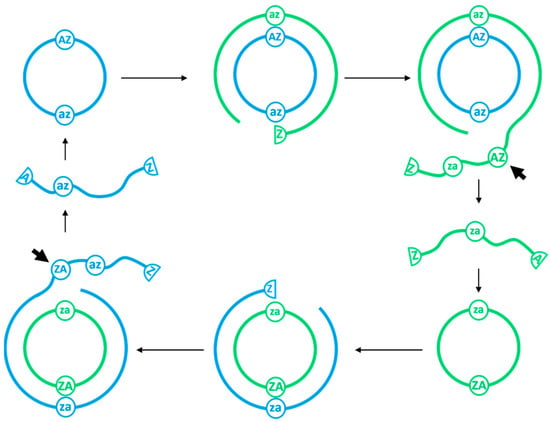 Life | Free Full-Text | Rolling Circles as a Means of Encoding Genes in the  RNA World