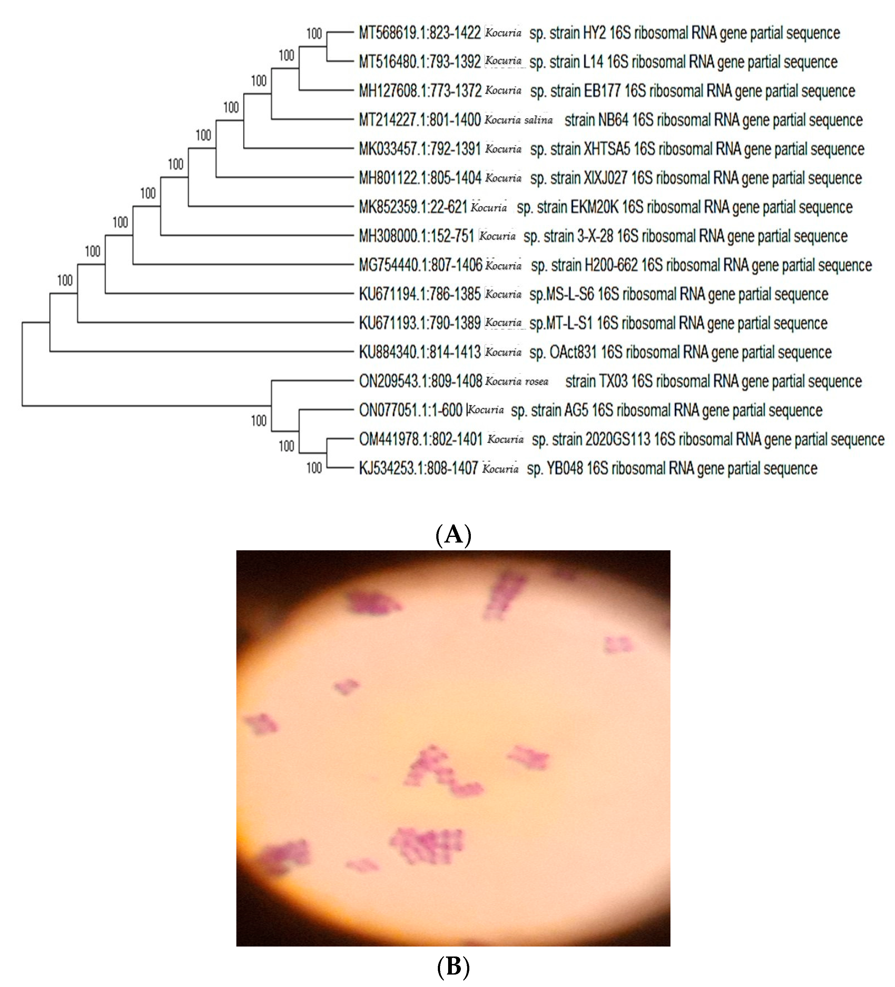 Life | Free Full-Text | Assessment of Pharmacological Potential of