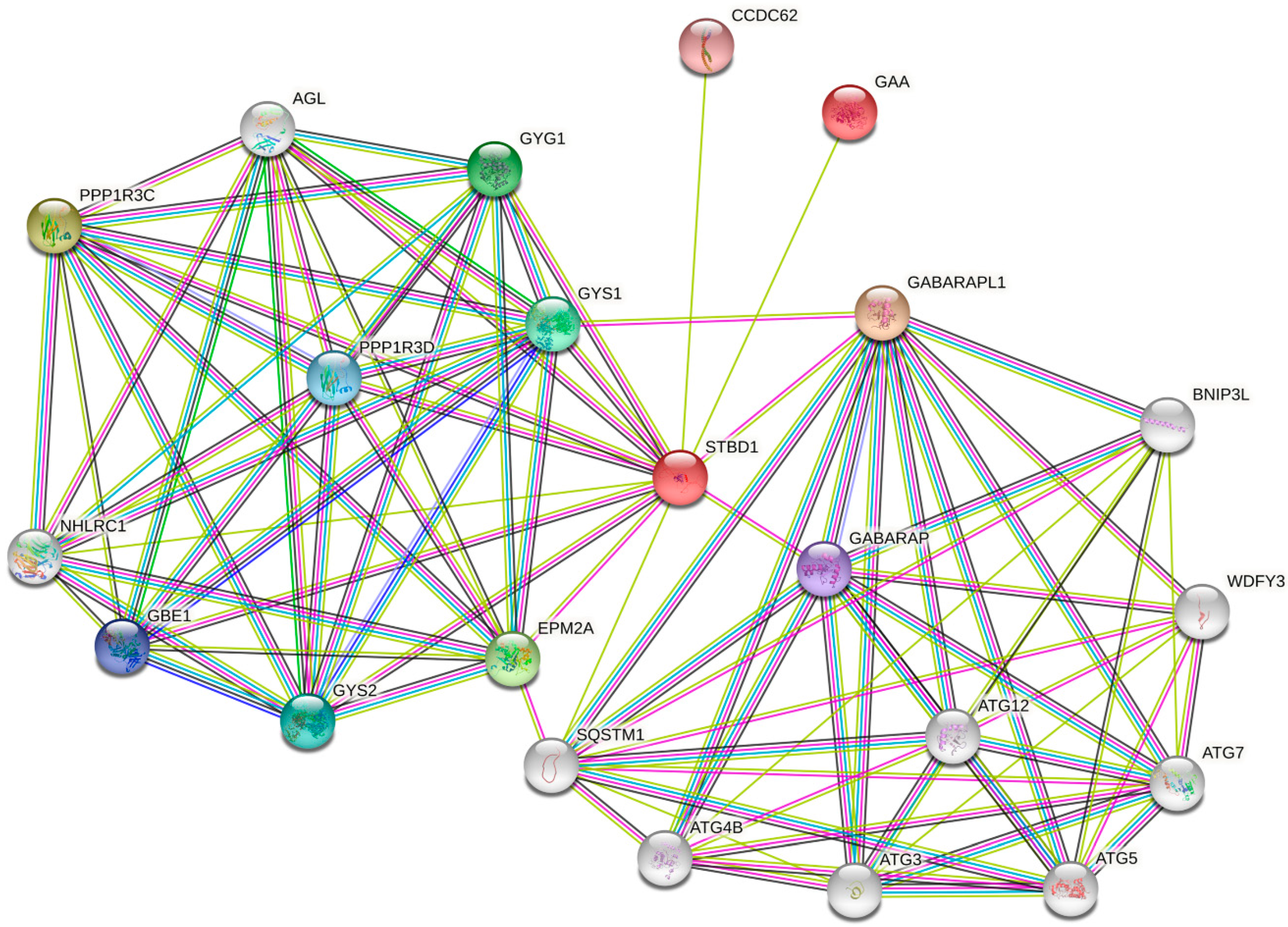 Life Free Full Text Crosstalk between Glycogen Selective