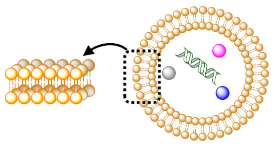 Life Free Full Text Evolution Of Proliferative Model Protocells Highly Responsive To The 