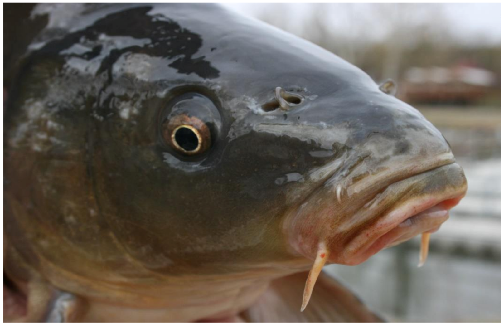 Life | Free Full-Text | Carp Breeding in the Carpathian Basin with a  Sustainable Utilization of Renewable Natural Resources