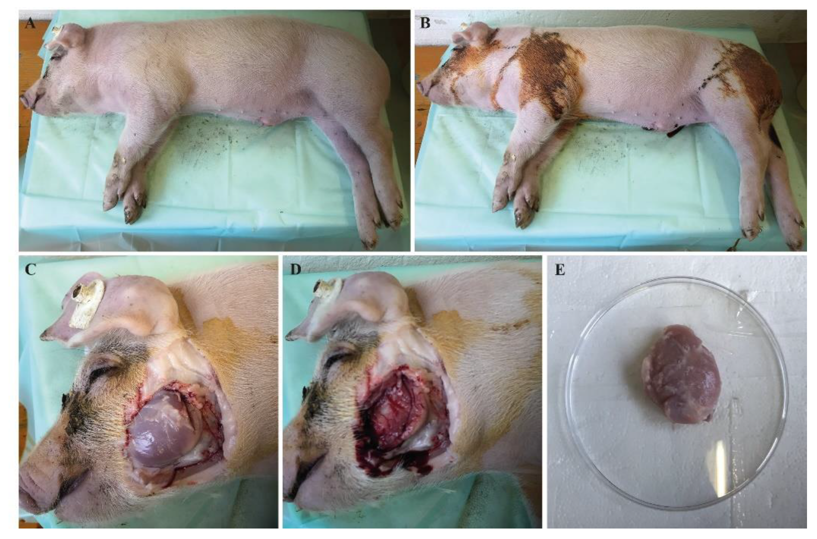 Life 12 01668 g002 Life 12 01668 g002