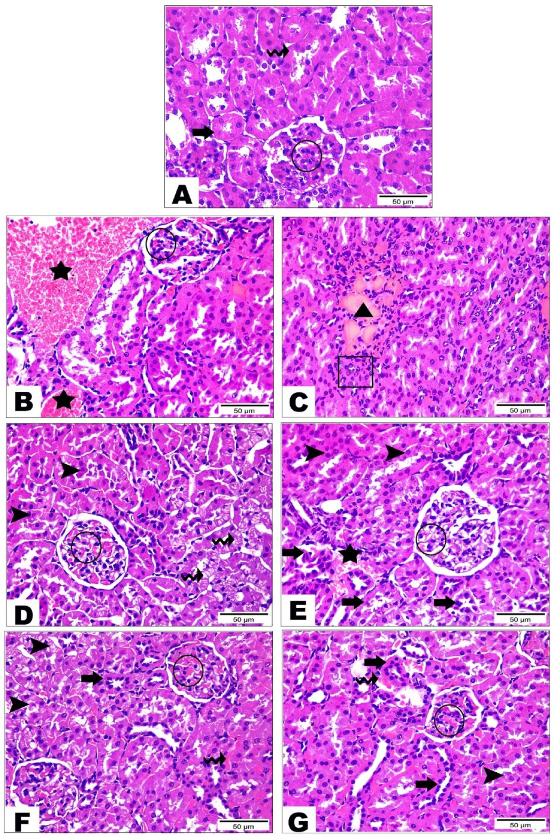 Life 12 01731 g003 Life 12 01731 g003