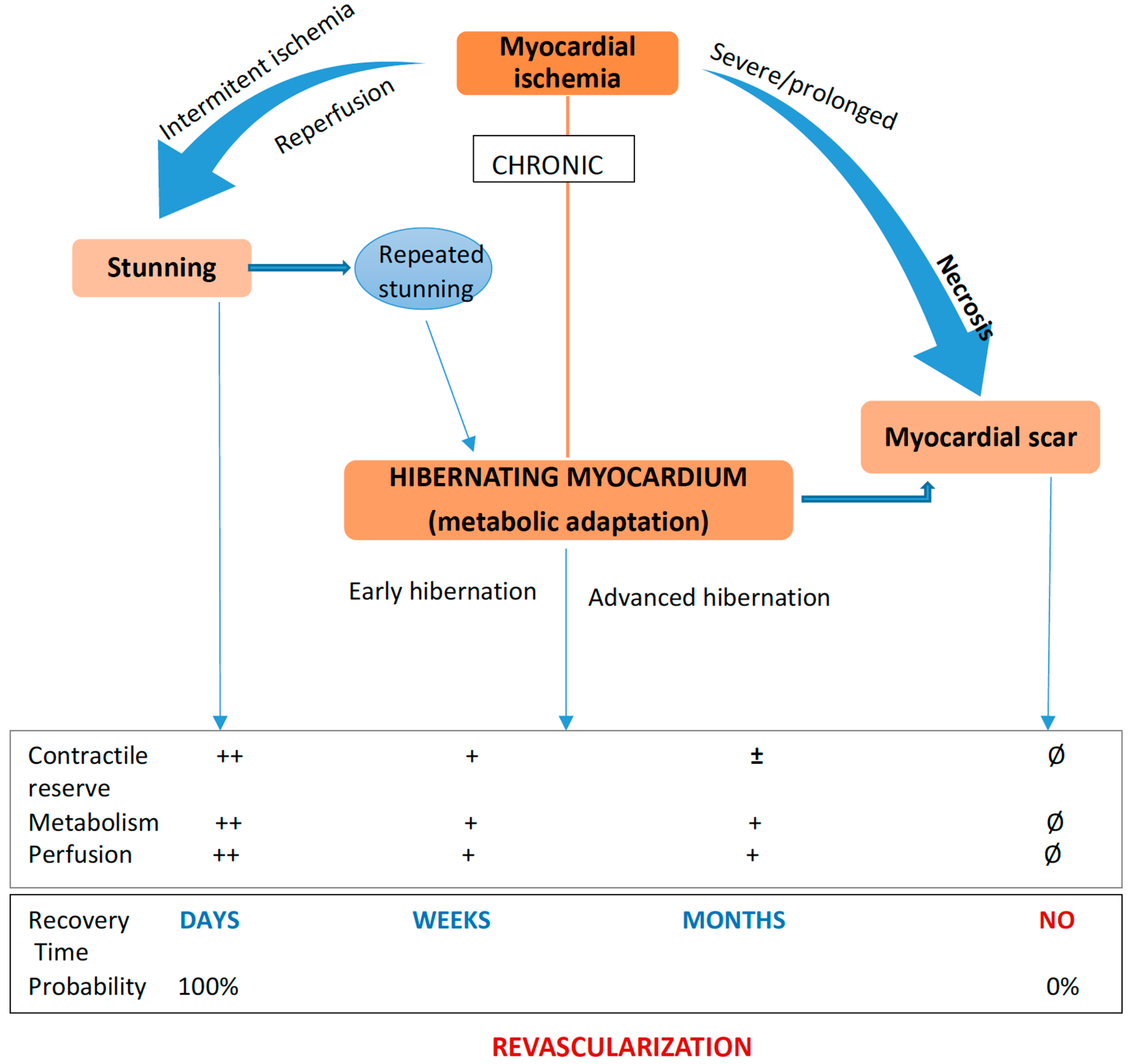 Improvement of left ventricular function assessment by global longitudinal  strain after successful percutaneous coronary intervention for chronic  total occlusion