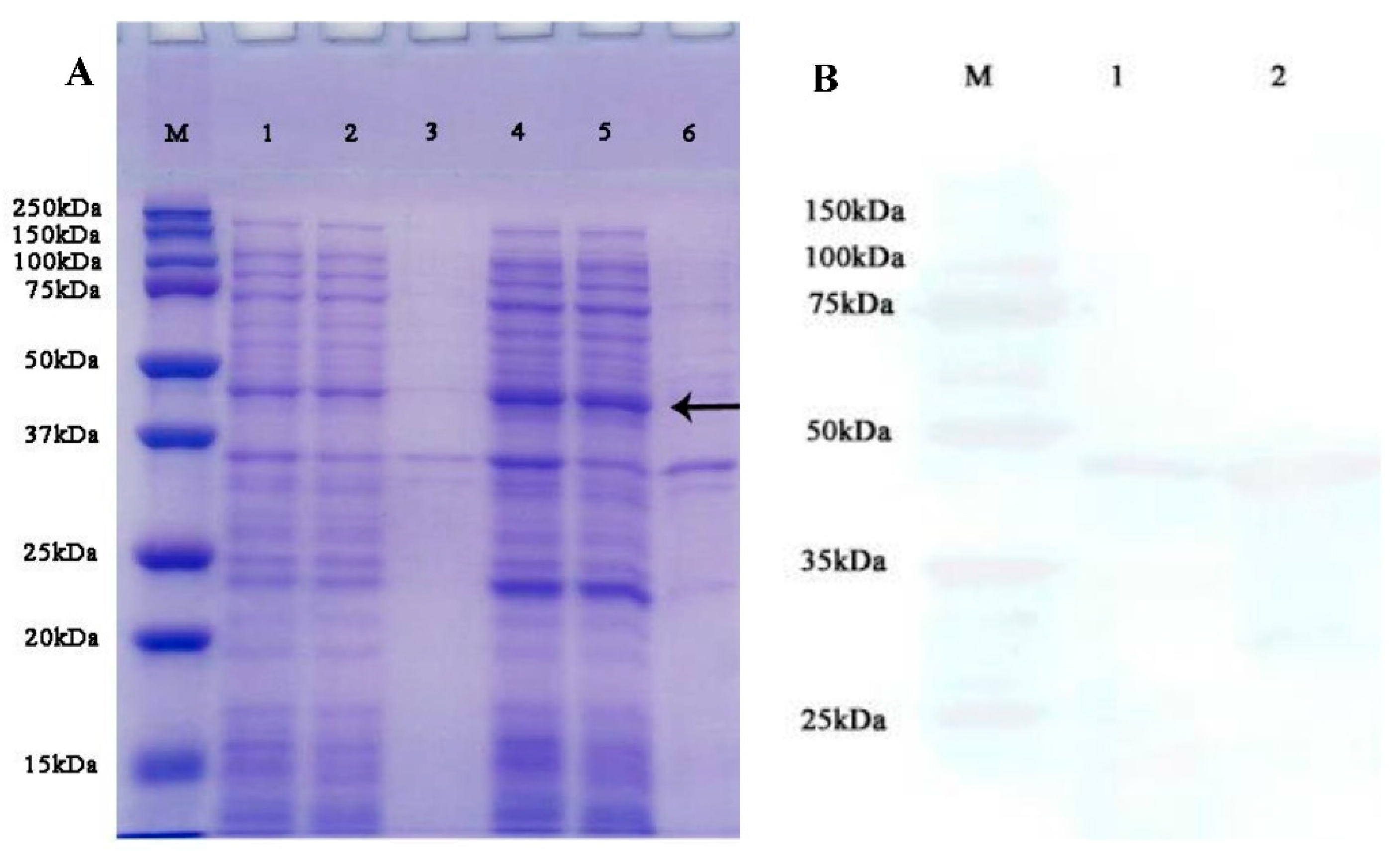 Life 13 00010 g006 Life 13 00010 g006