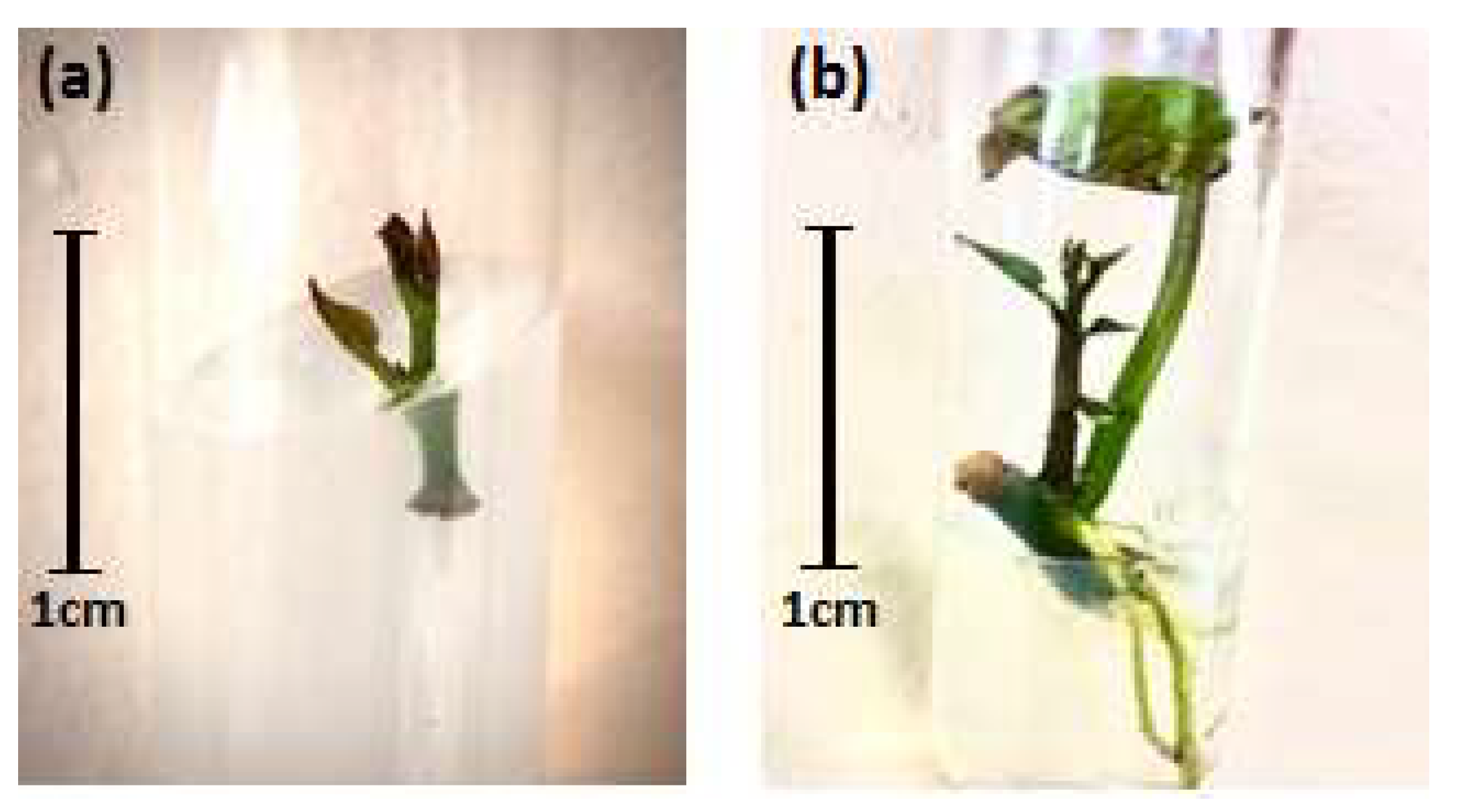 Life 13 00052 g001 Life 13 00052 g001