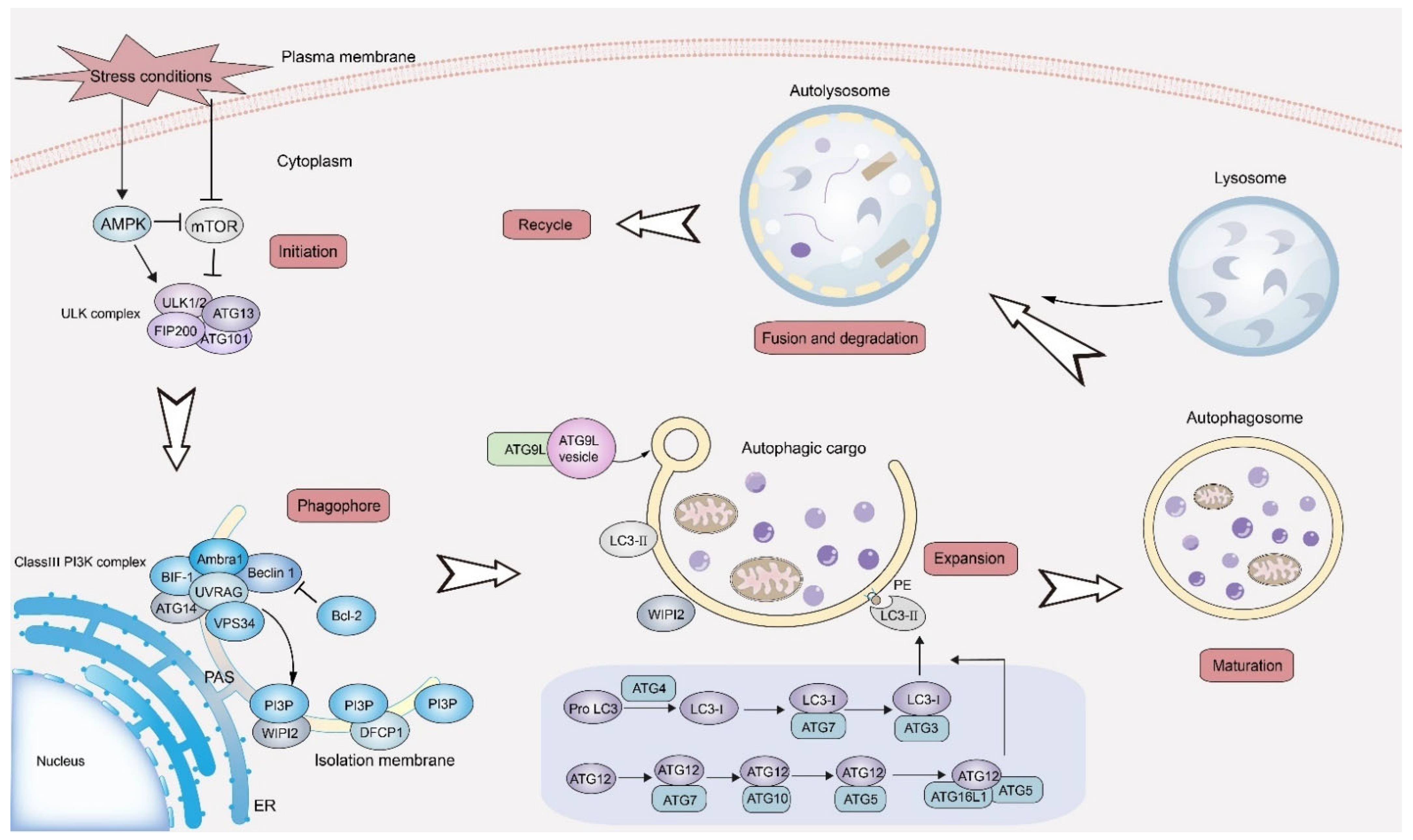 Life 13 00098 g002 Life 13 00098 g002