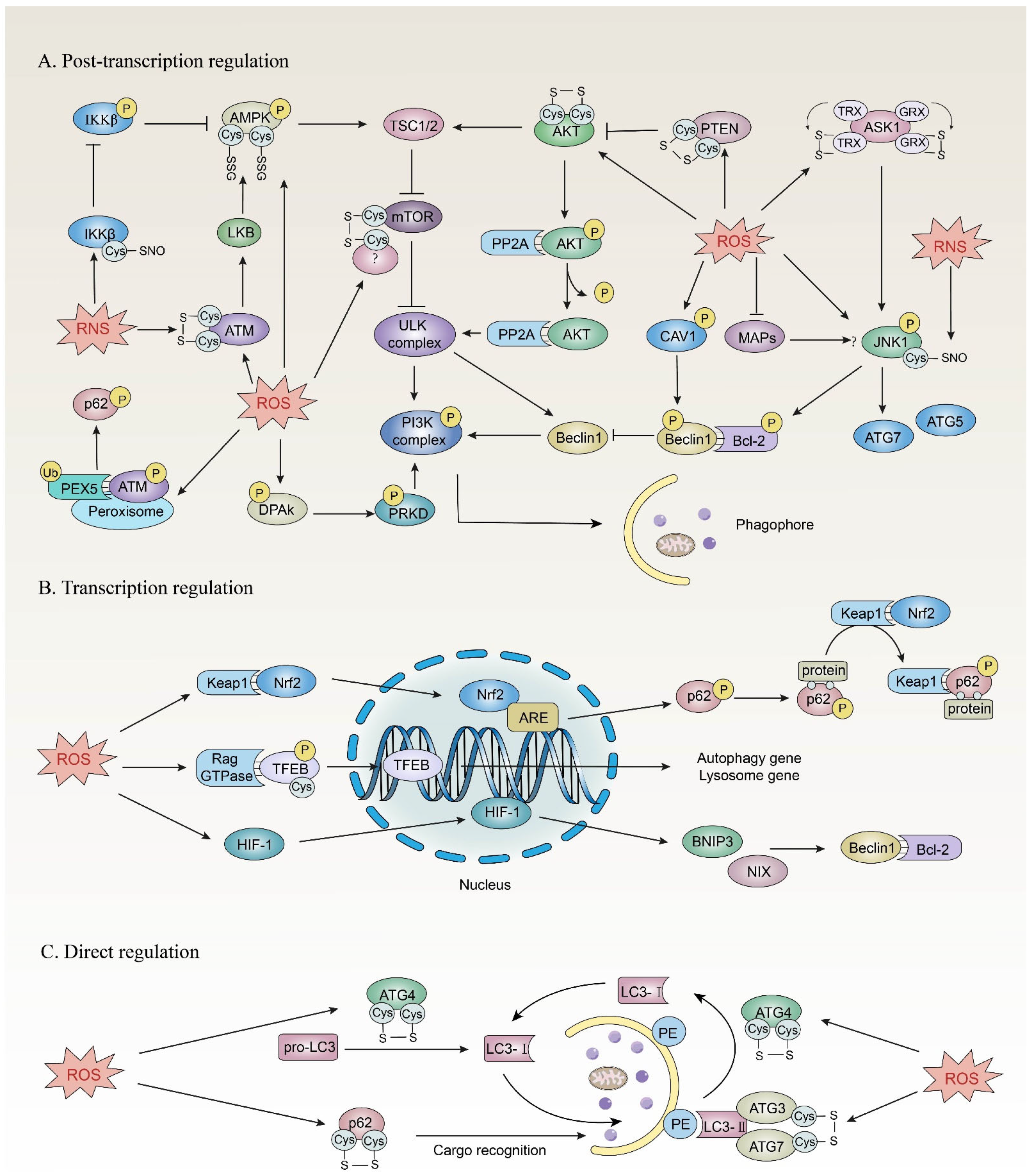 Life 13 00098 g003 Life 13 00098 g003