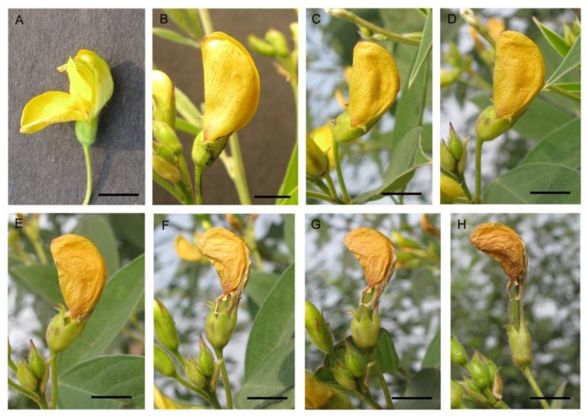 Life | Free Full-Text | Intercropping with Pigeonpea (Cajanus