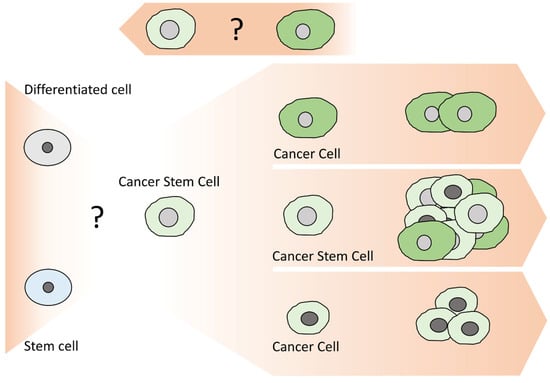 Life Free Full Text The Concept Of Cancer Stem Cells Elaborating On Aldh1b1 As An Emerging