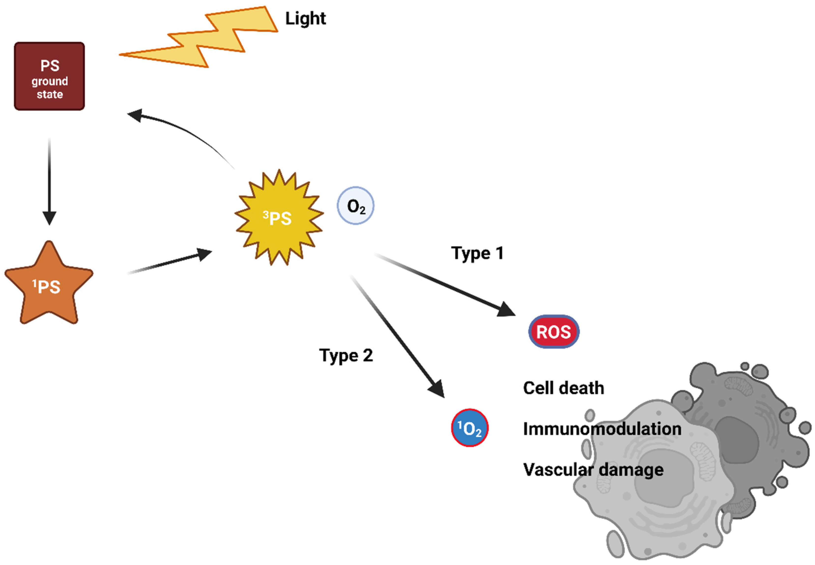 Life | Free Full-Text | Advances in Liposome-Encapsulated Phthalocyanines  for Photodynamic Therapy