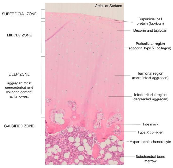 articular cartilage histology