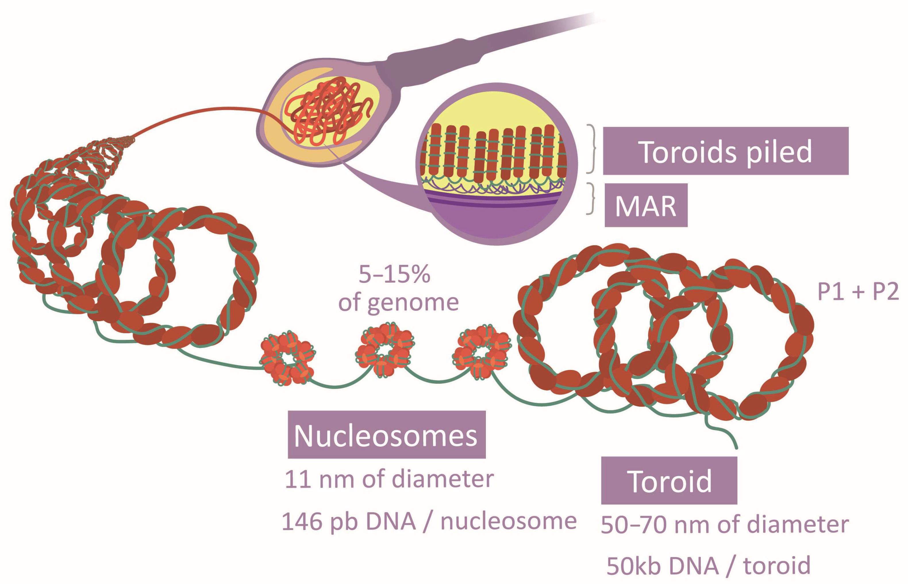 Life 13 00364 g004 Life 13 00364 g004