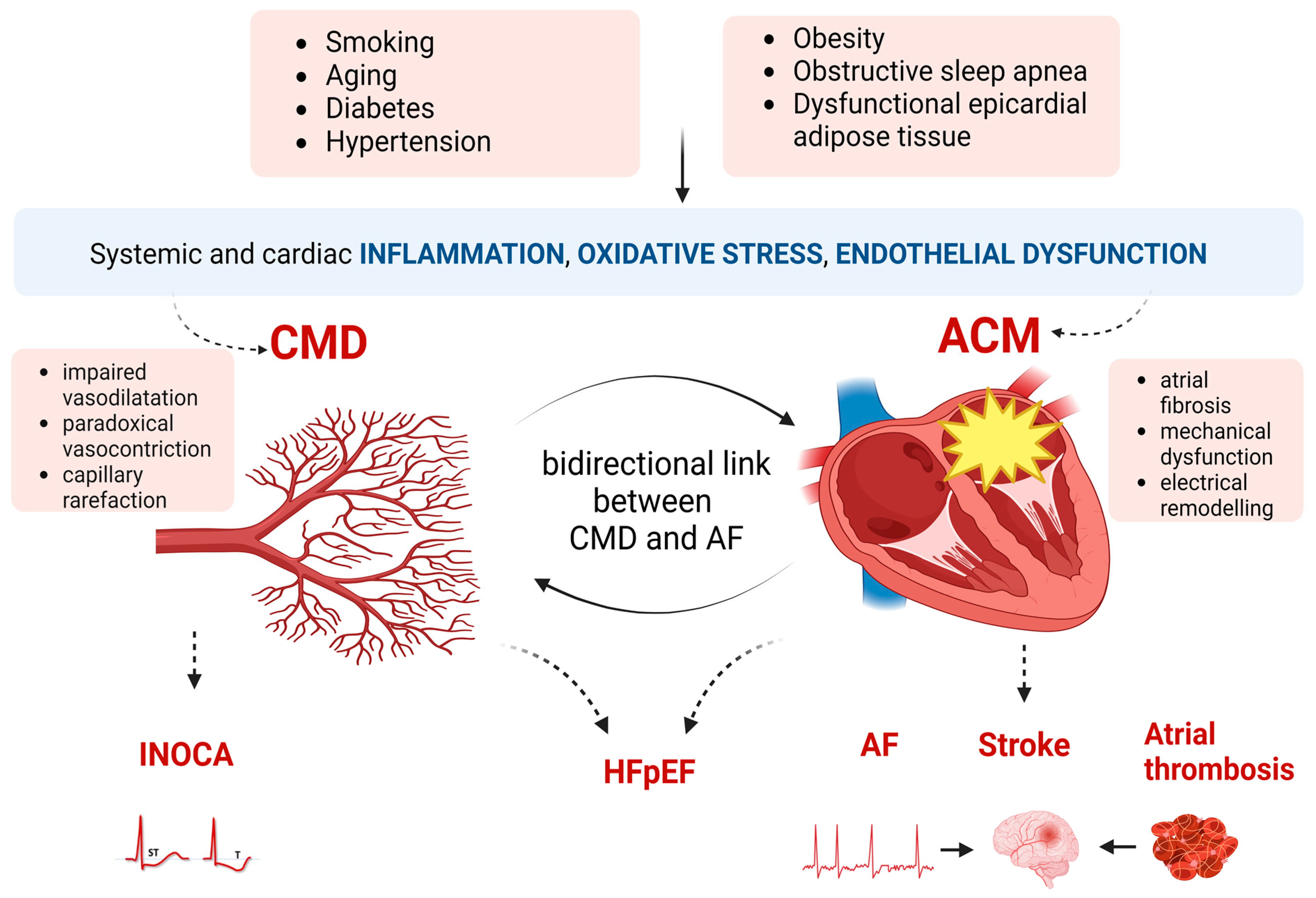 Frontiers  Deleterious Effects of Epicardial Adipose Tissue Volume on Global  Longitudinal Strain in Patients With Preserved Left Ventricular Ejection  Fraction