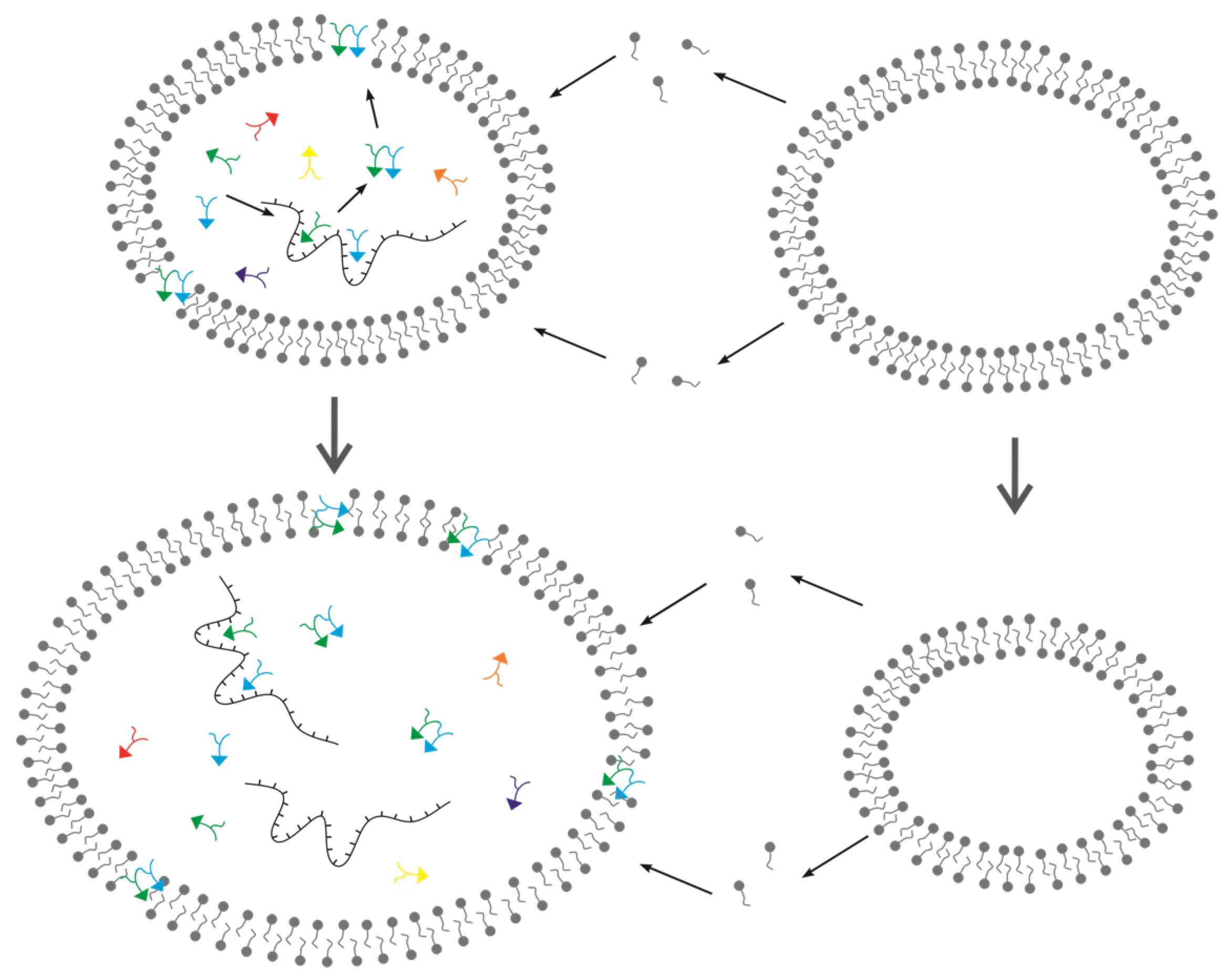 Life | Free Full-Text | Towards an RNA/Peptides World by the