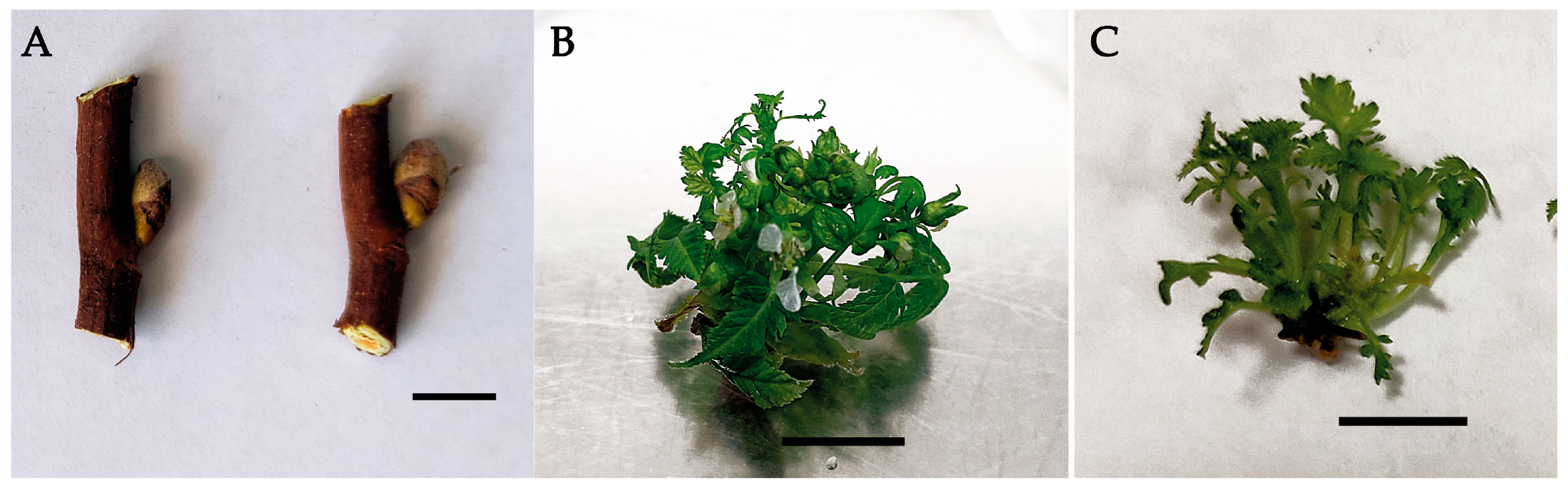 Life | Free Full-Text | Investigation of Phenolic Compounds and Antioxidant  Activity of Sorbaria pallasii (Rosaceae) Microshoots Grown In Vitro